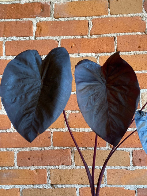 Plant Goals Plant Shop 4" Alocasia Black Sapphire Gecko