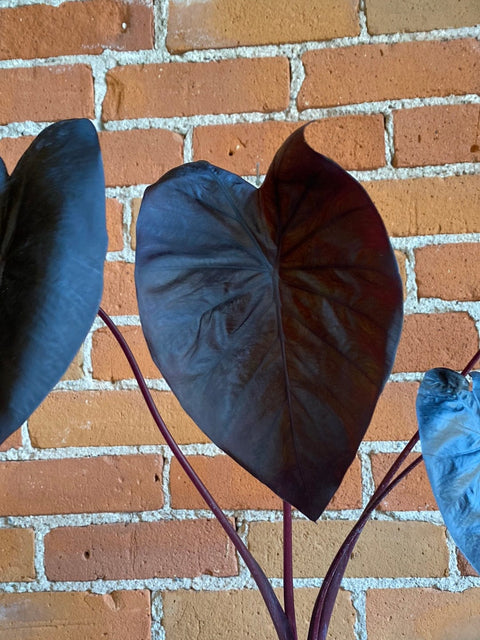 Plant Goals Plant Shop 4" Alocasia Black Sapphire Gecko