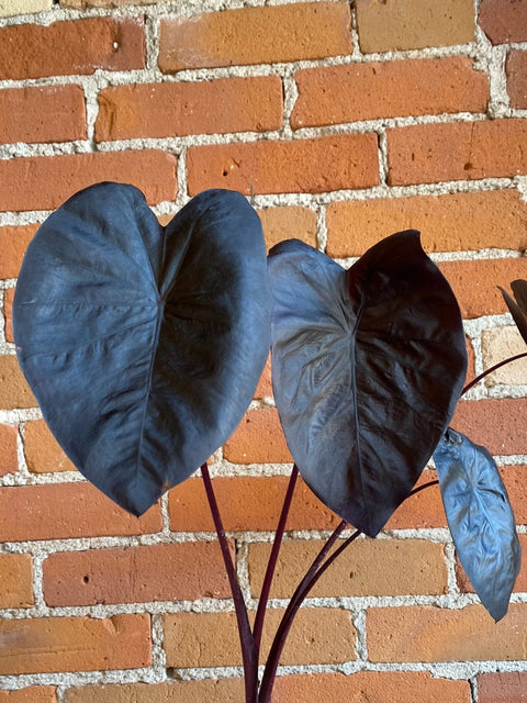 Plant Goals Plant Shop 4" Alocasia Black Sapphire Gecko