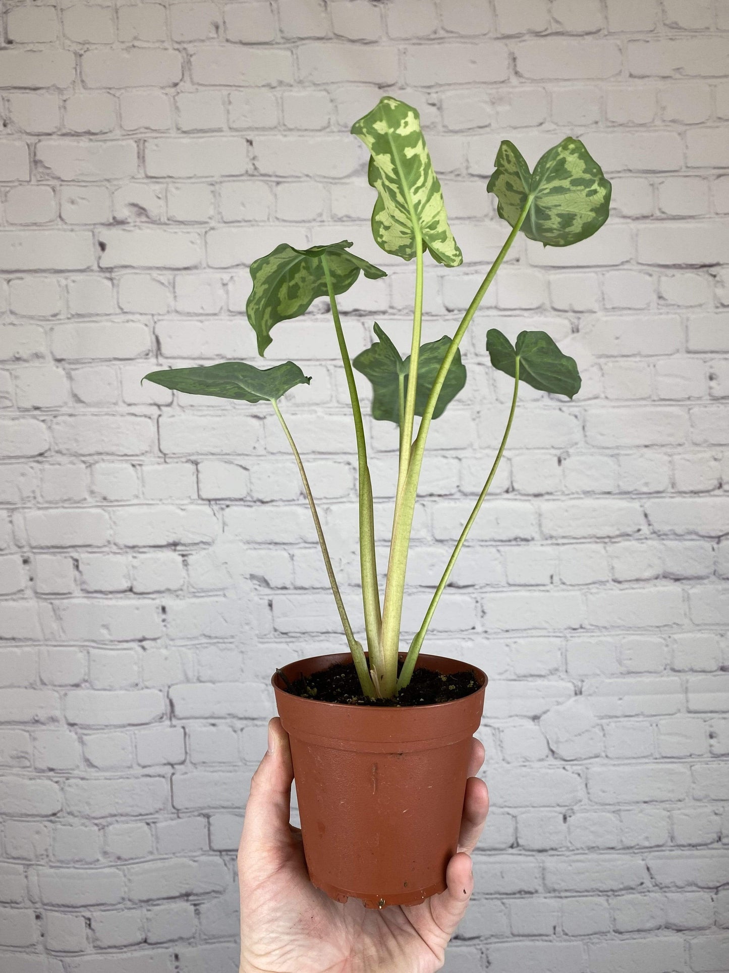 Plant Goals Plant Shop 4" Alocasia Hilo Beauty