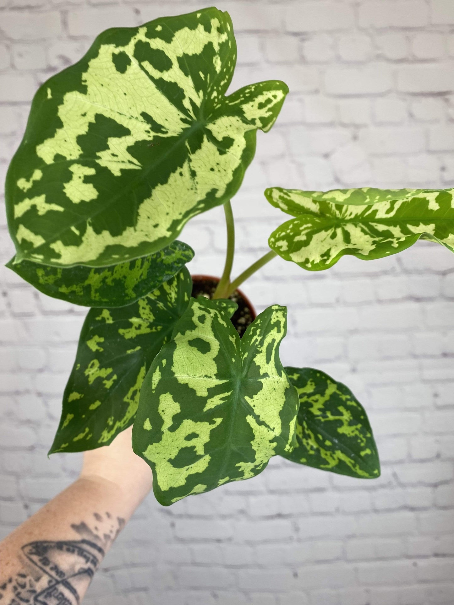 Plant Goals Plant Shop 4" Alocasia Hilo Beauty