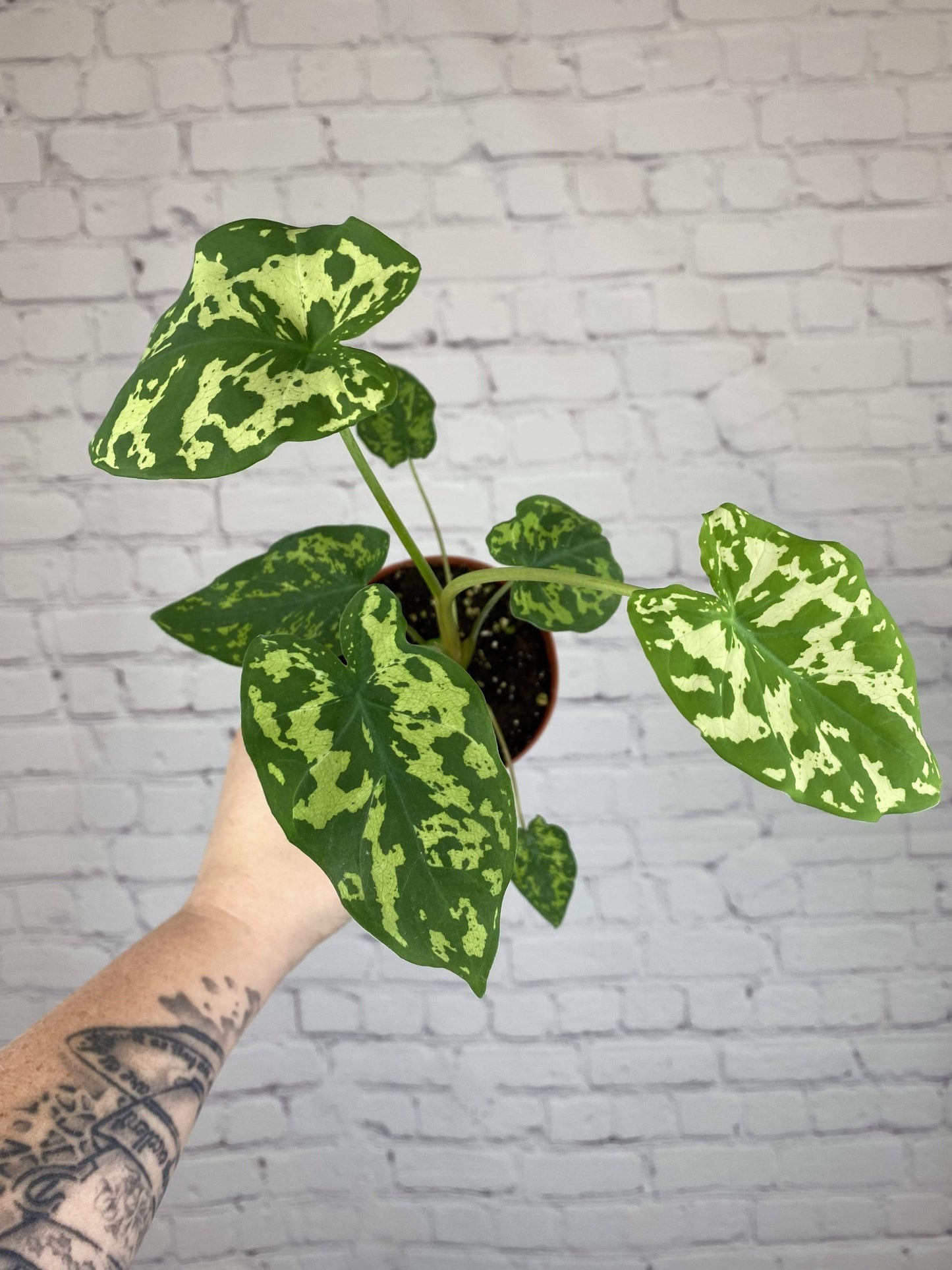 Plant Goals Plant Shop 4" Alocasia Hilo Beauty