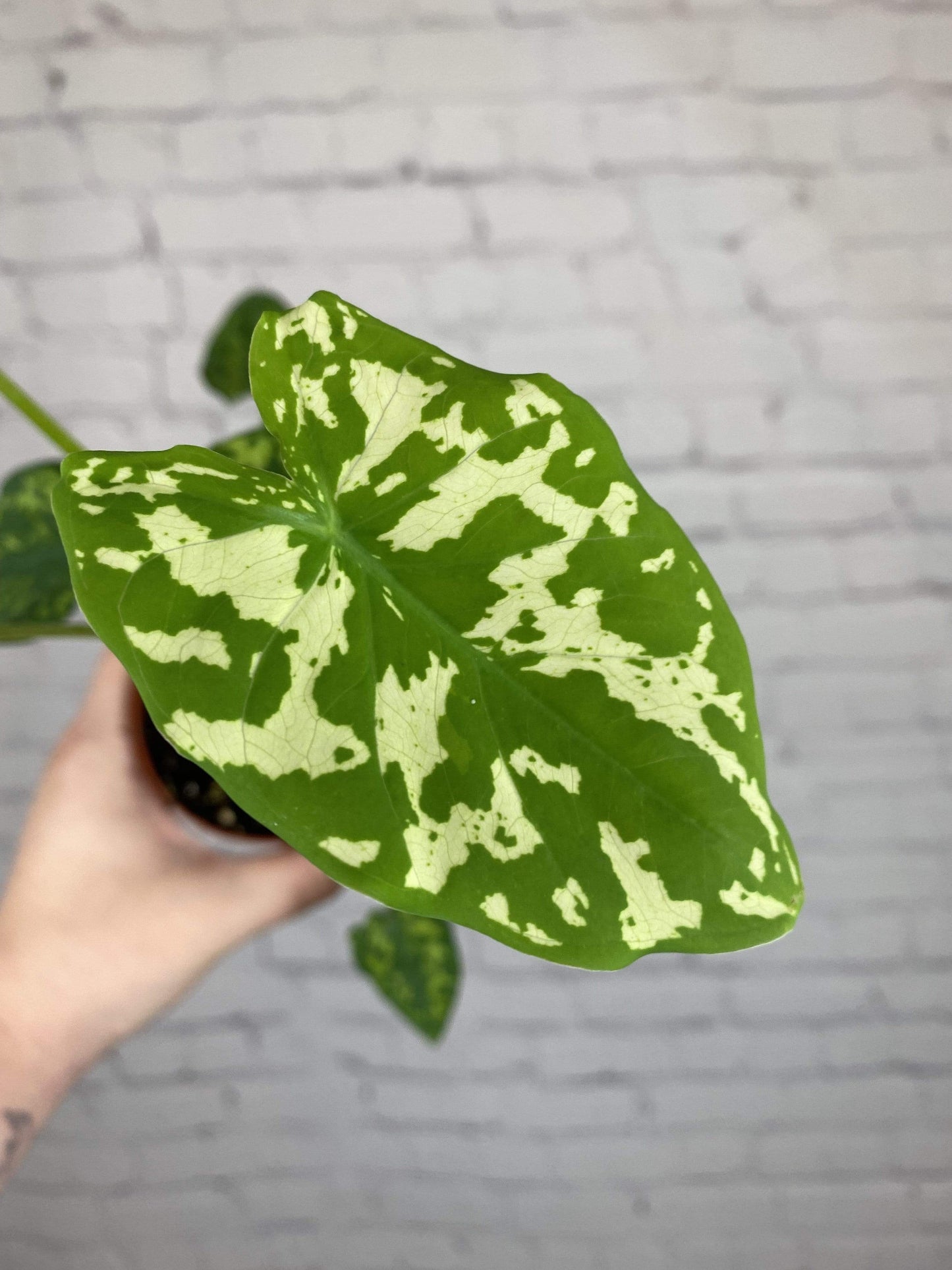 Plant Goals Plant Shop 4" Alocasia Hilo Beauty