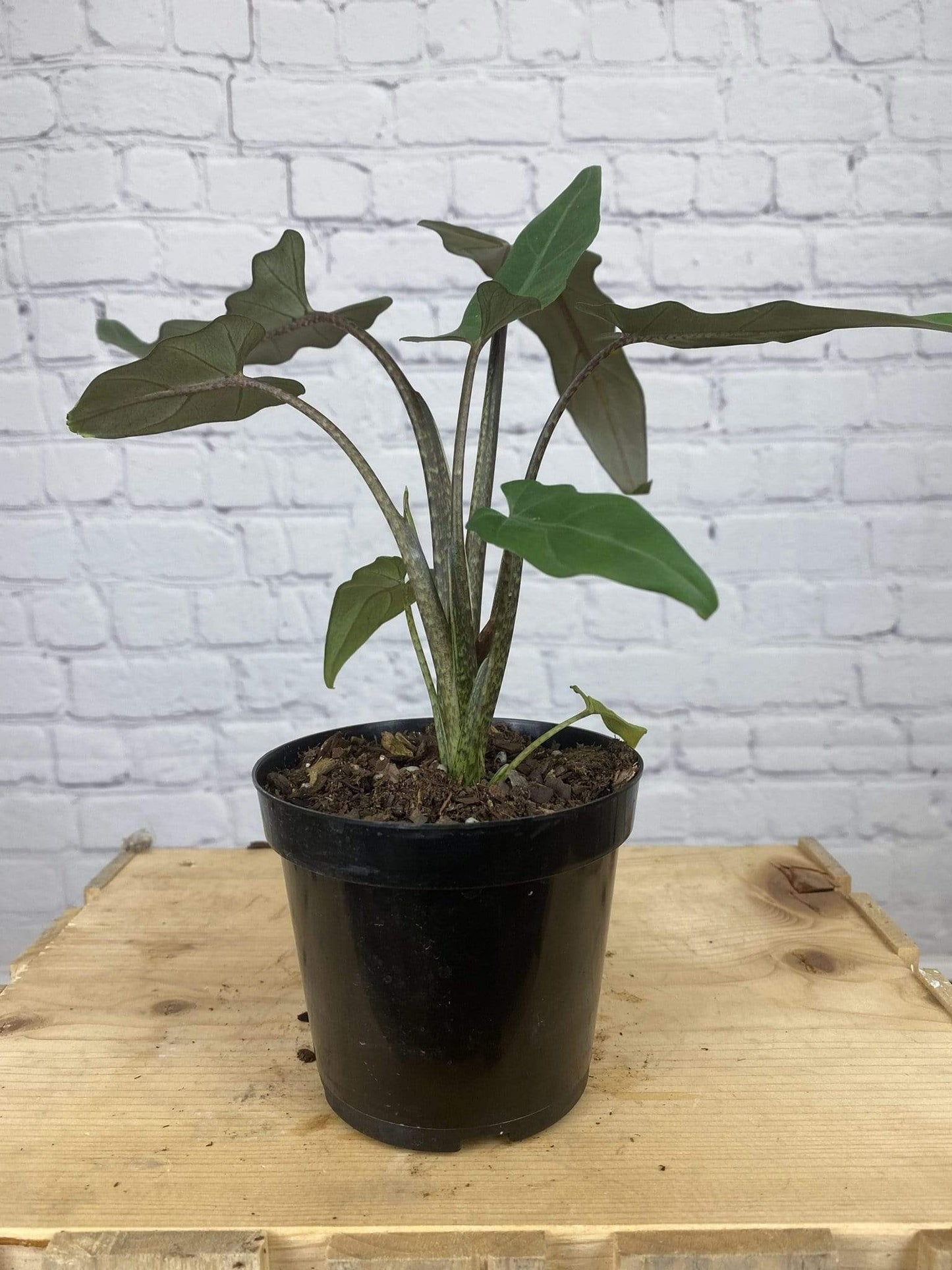 Plant Goals Plant Shop 4" Alocasia Lauterbachiana