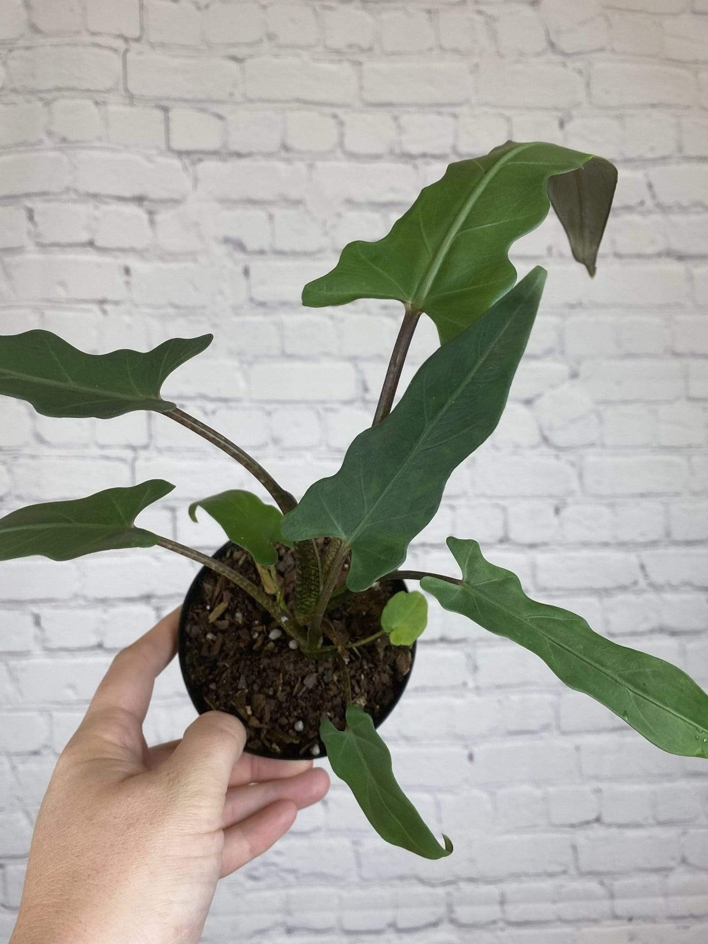 Plant Goals Plant Shop 4" Alocasia Lauterbachiana