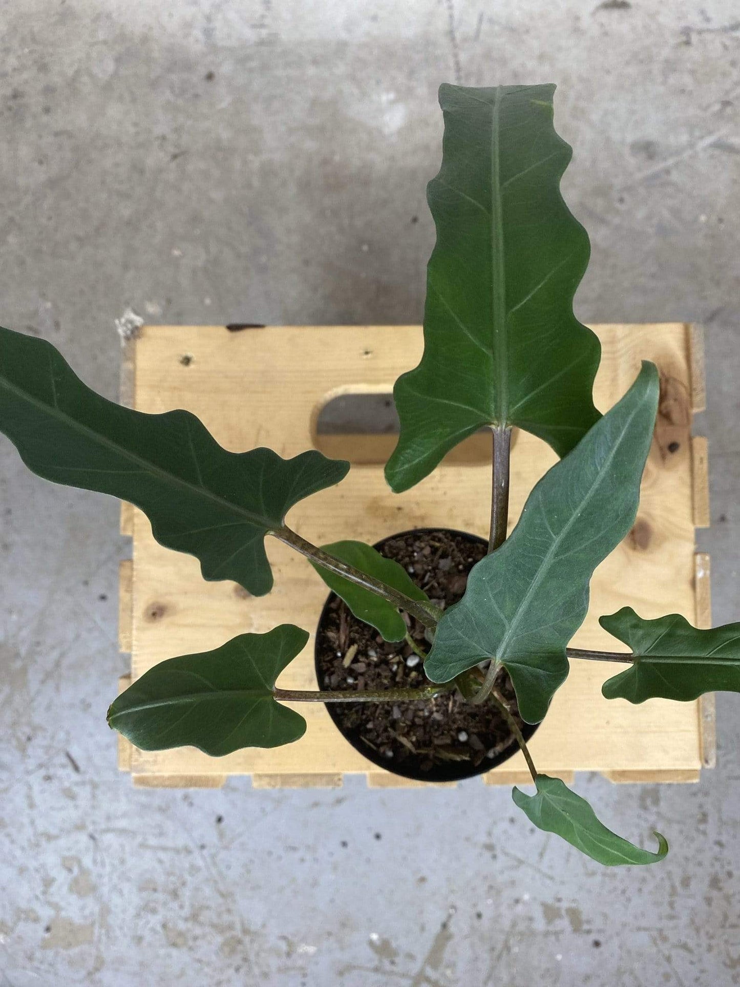 Plant Goals Plant Shop 4" Alocasia Lauterbachiana