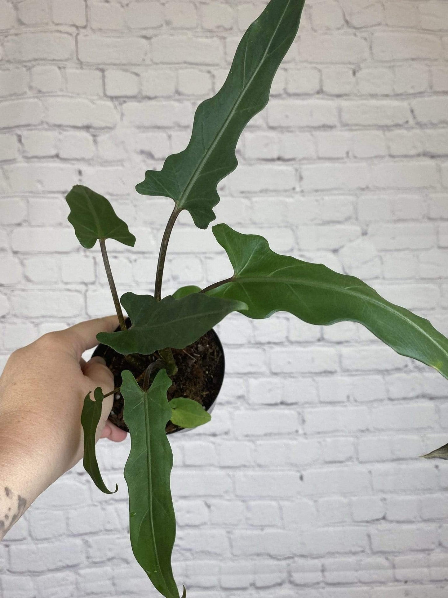 Plant Goals Plant Shop 4" Alocasia Lauterbachiana