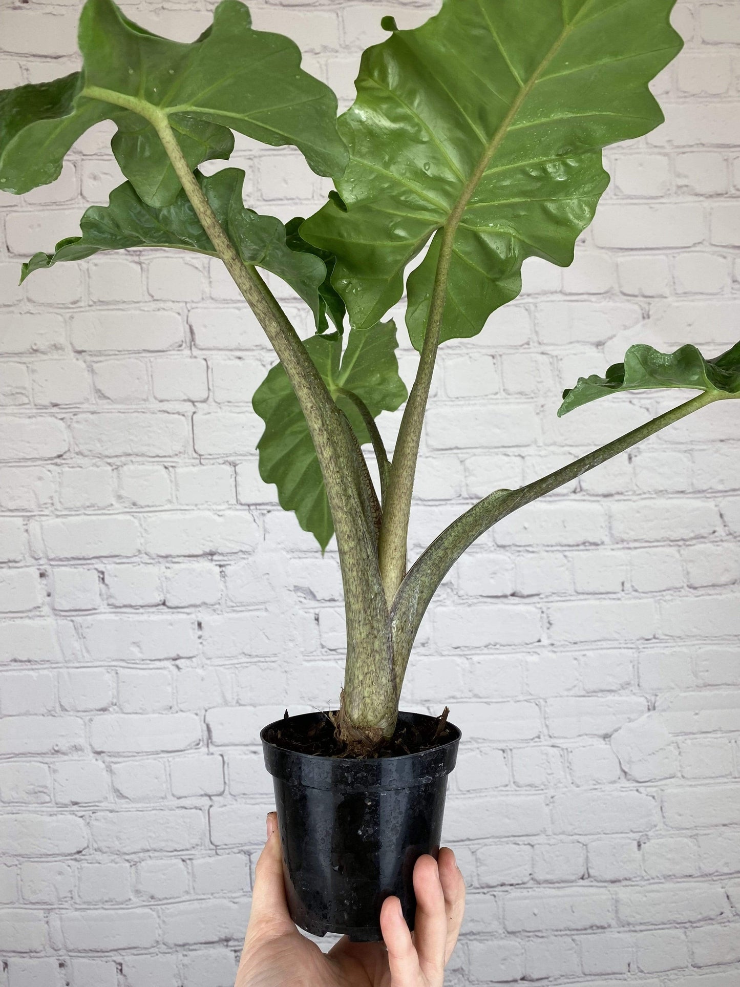 Plant Goals Plant Shop 4" Alocasia Low Rider