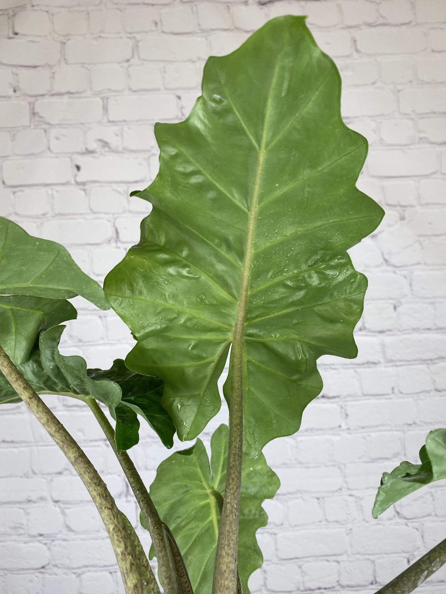 Plant Goals Plant Shop 4" Alocasia Low Rider