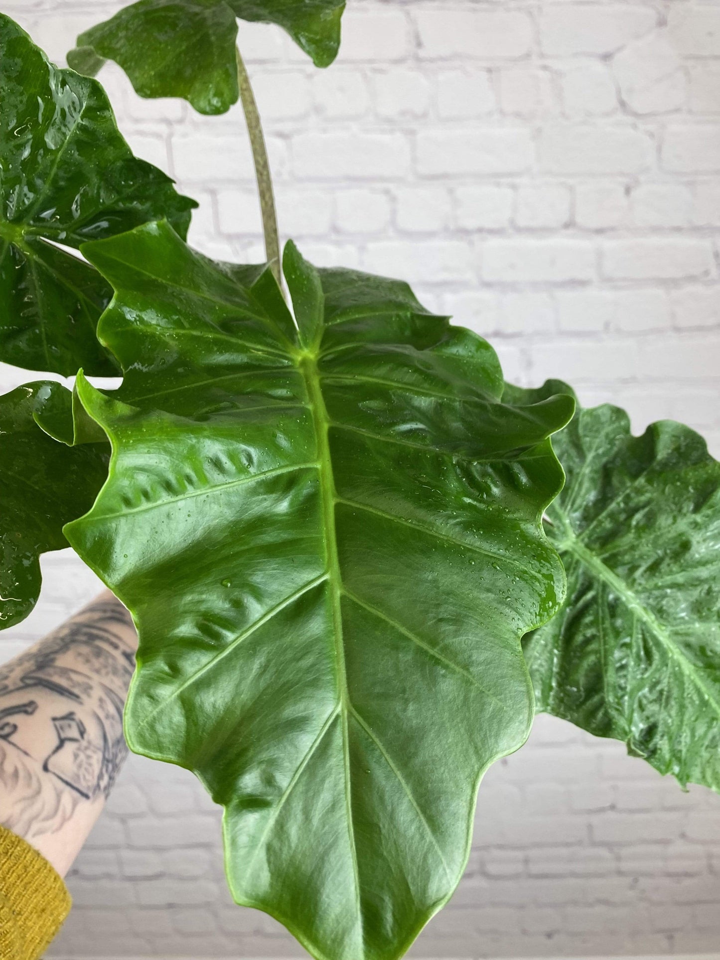 Plant Goals Plant Shop 4" Alocasia Low Rider