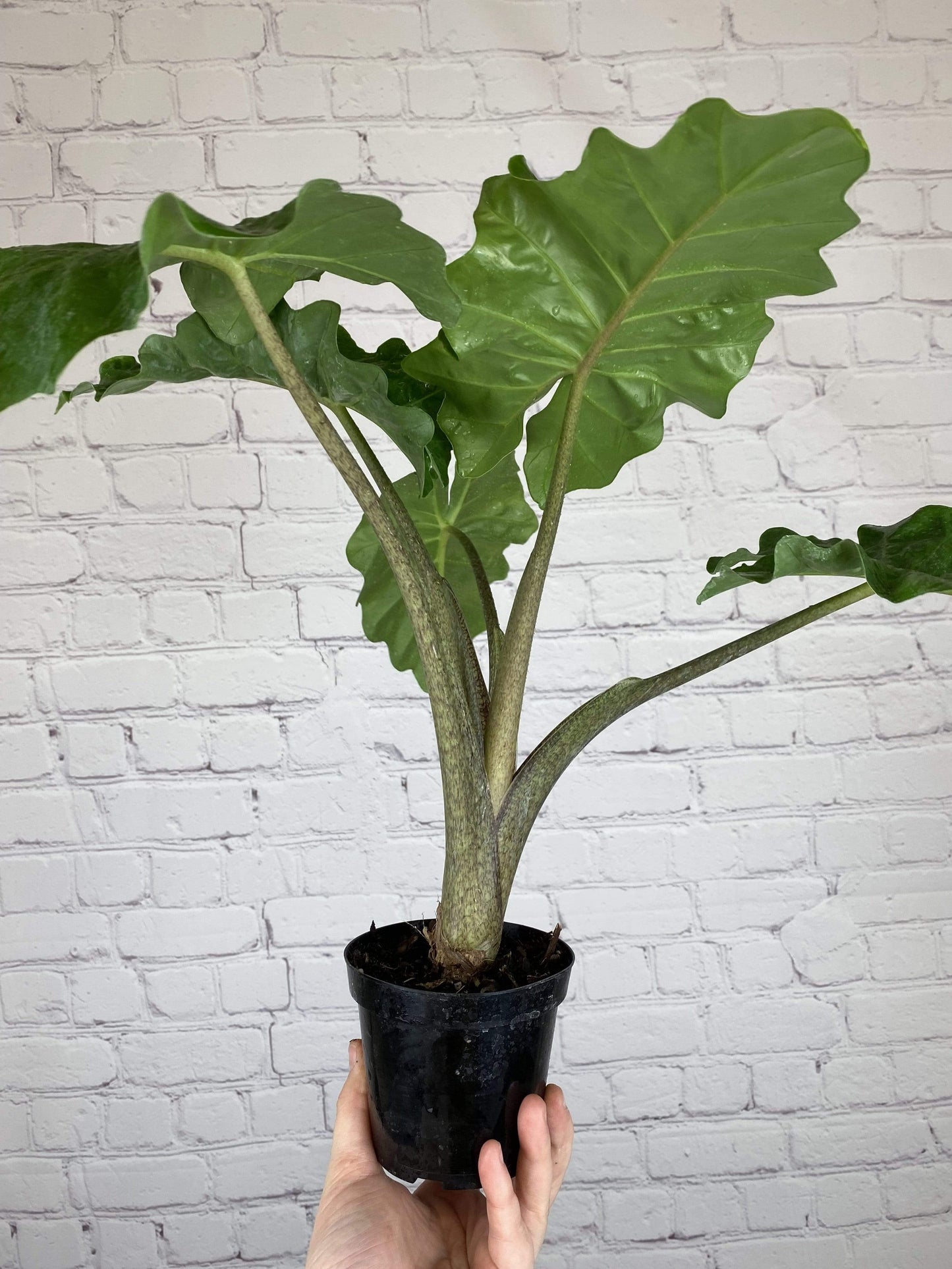 Plant Goals Plant Shop 4" Alocasia Low Rider