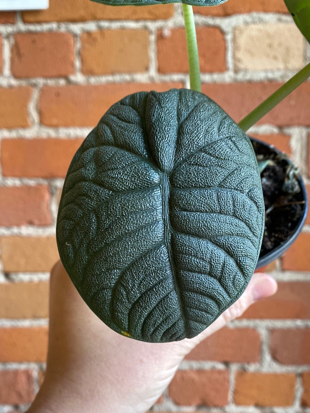 Plant Goals Plant Shop 4" Alocasia Melo