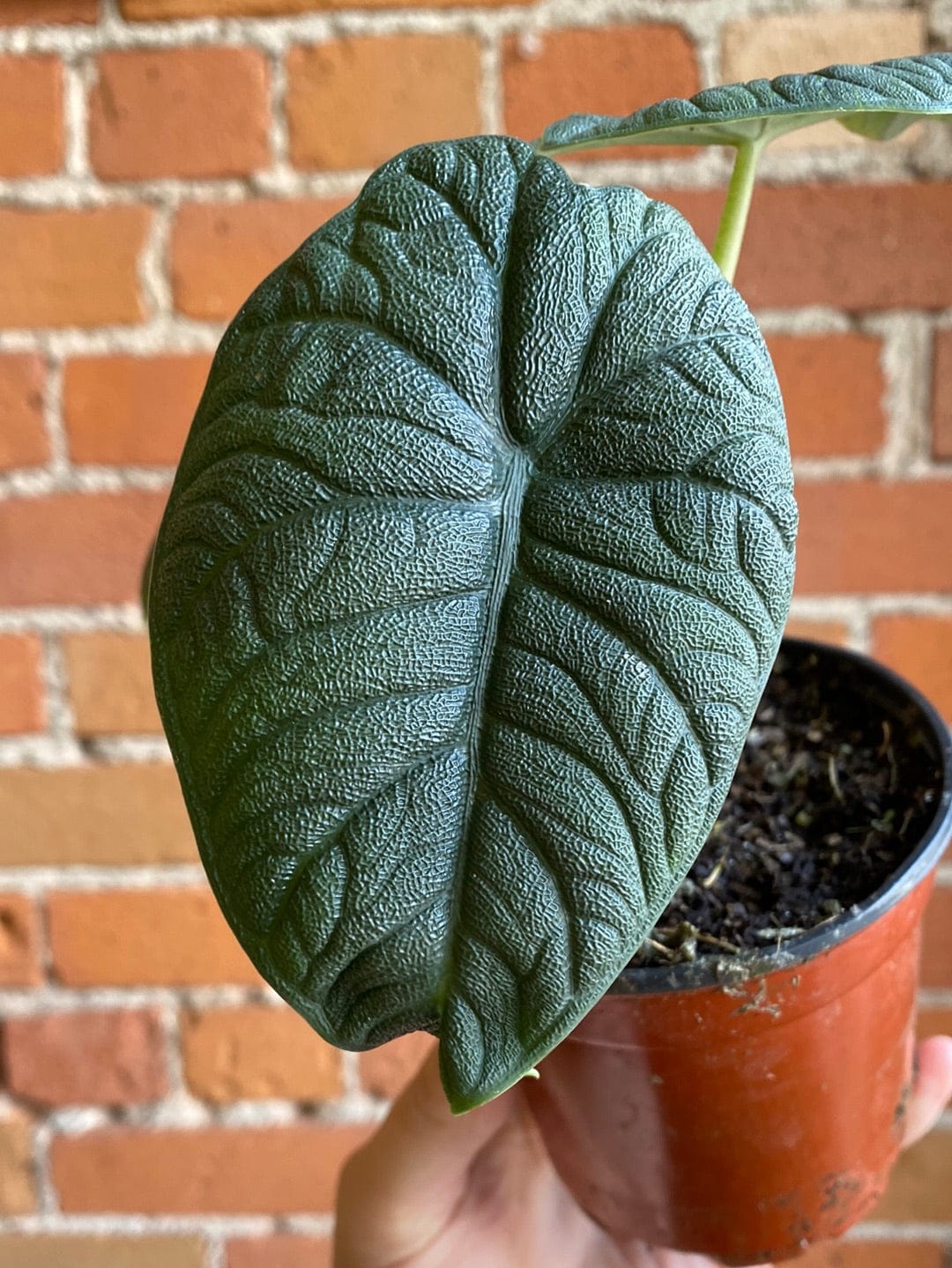 Plant Goals Plant Shop 4" Alocasia Melo