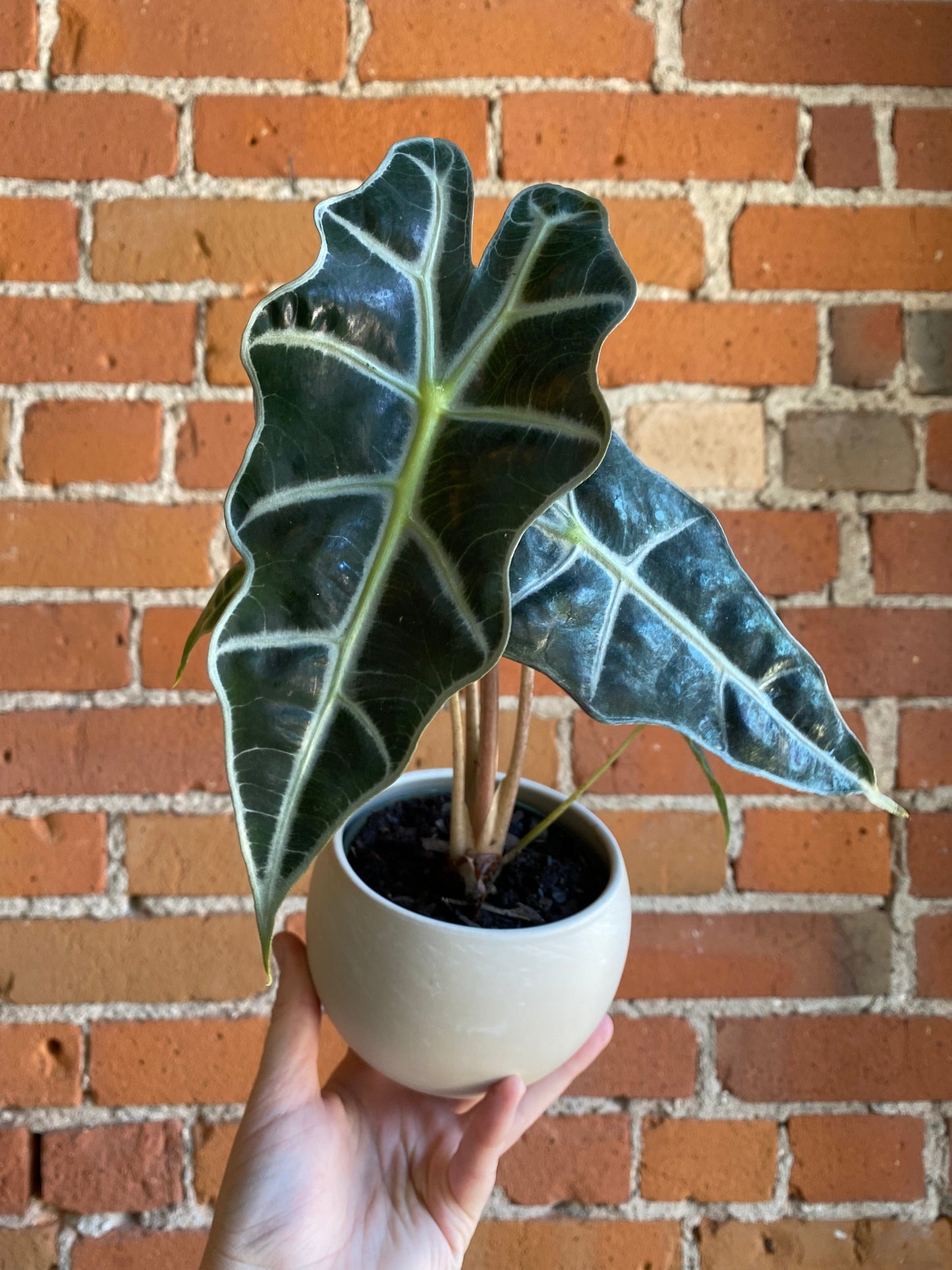 Plant Goals Plant Shop 4" Alocasia Polly