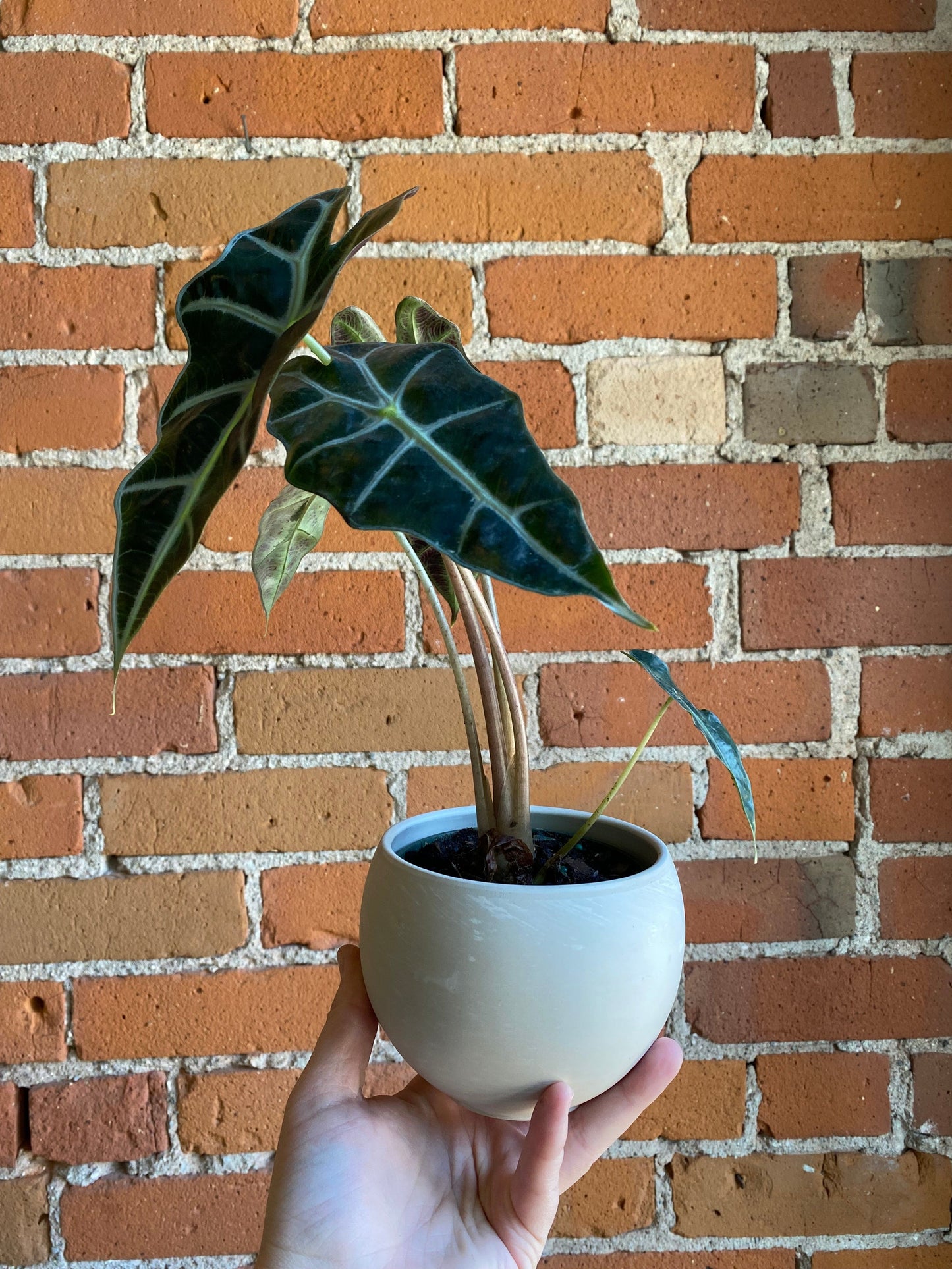 Plant Goals Plant Shop 4" Alocasia Polly