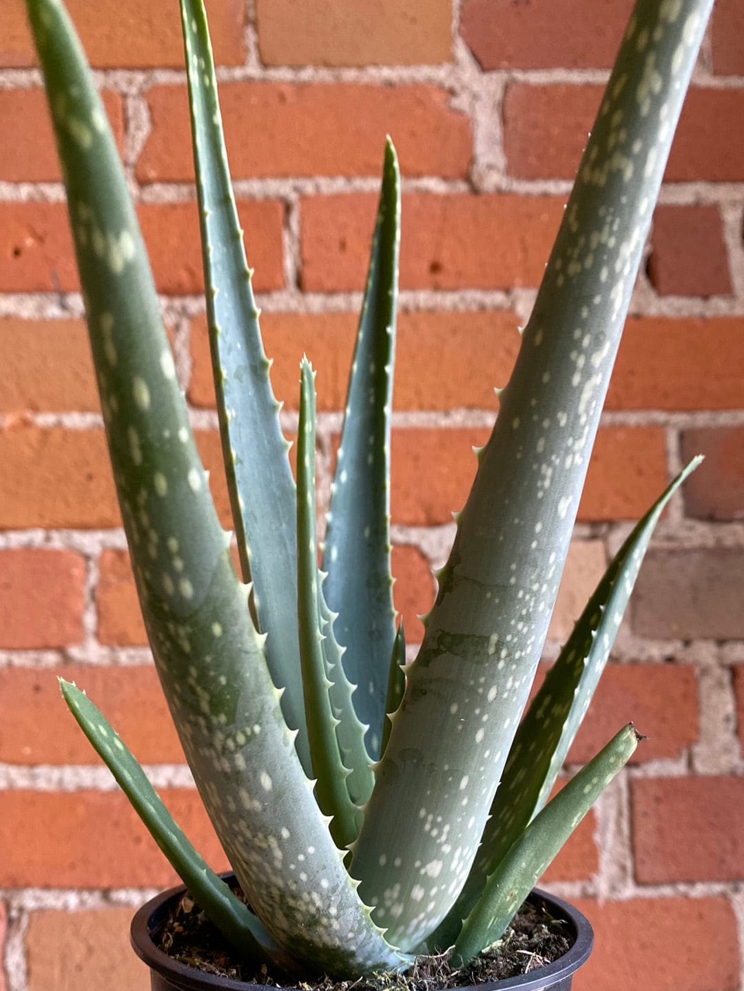 Plant Goals Plant Shop 4" Aloe Barbadensis