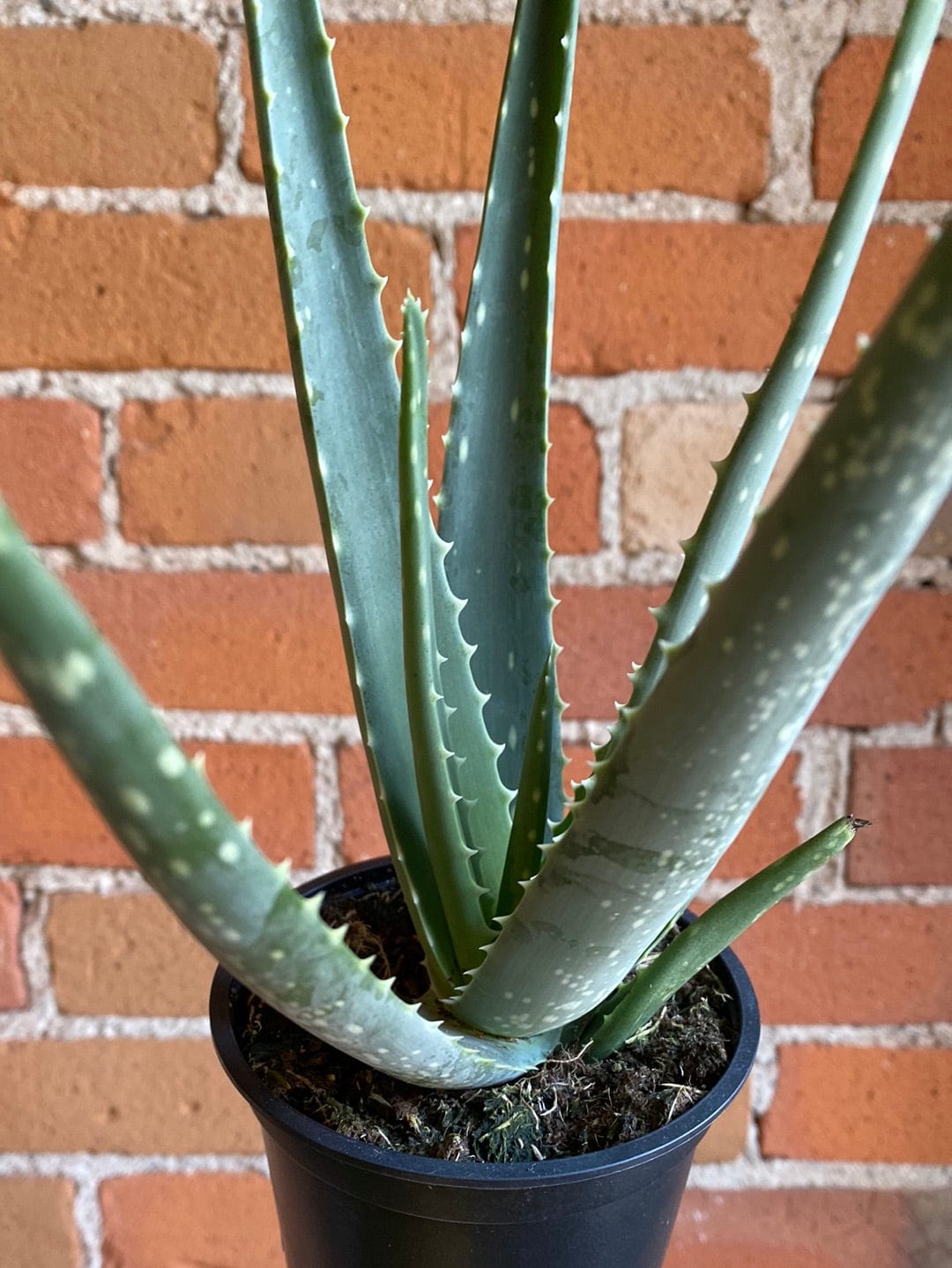 Plant Goals Plant Shop 4" Aloe Barbadensis