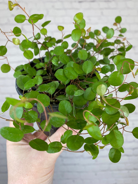 Plant Goals Plant Shop 4" Angel Vine | Muehlenbeckia Complexa