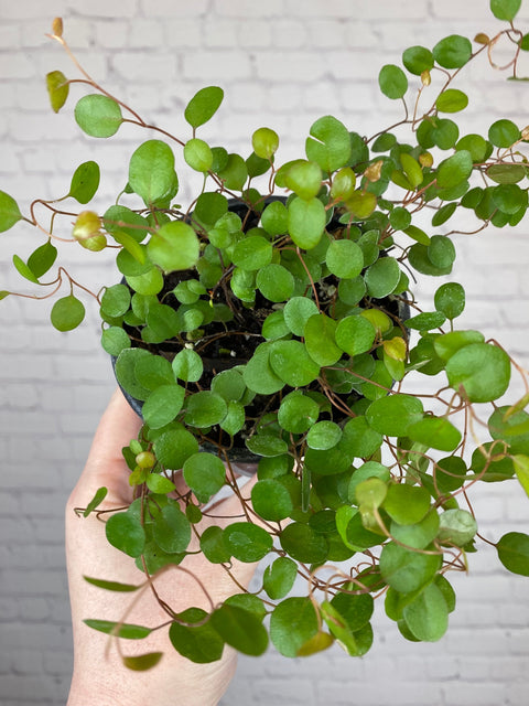 Plant Goals Plant Shop 4" Angel Vine | Muehlenbeckia Complexa