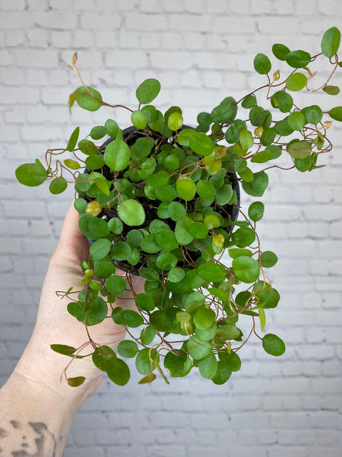 Plant Goals Plant Shop 4" Angel Vine | Muehlenbeckia Complexa