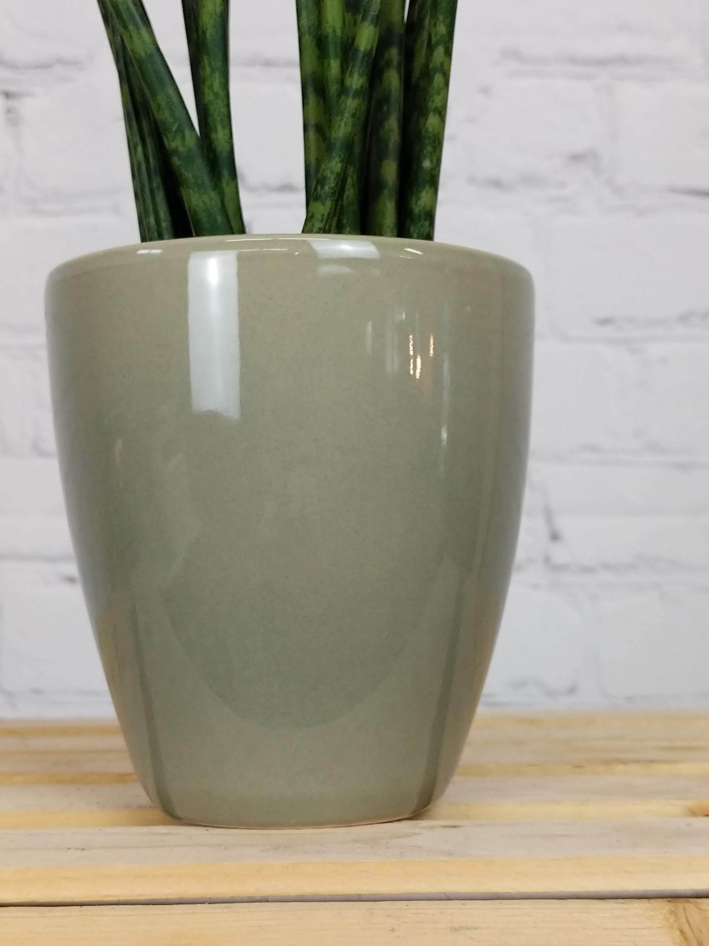 Plant Goals Plant Shop 4" Bolino Potcover | English Green