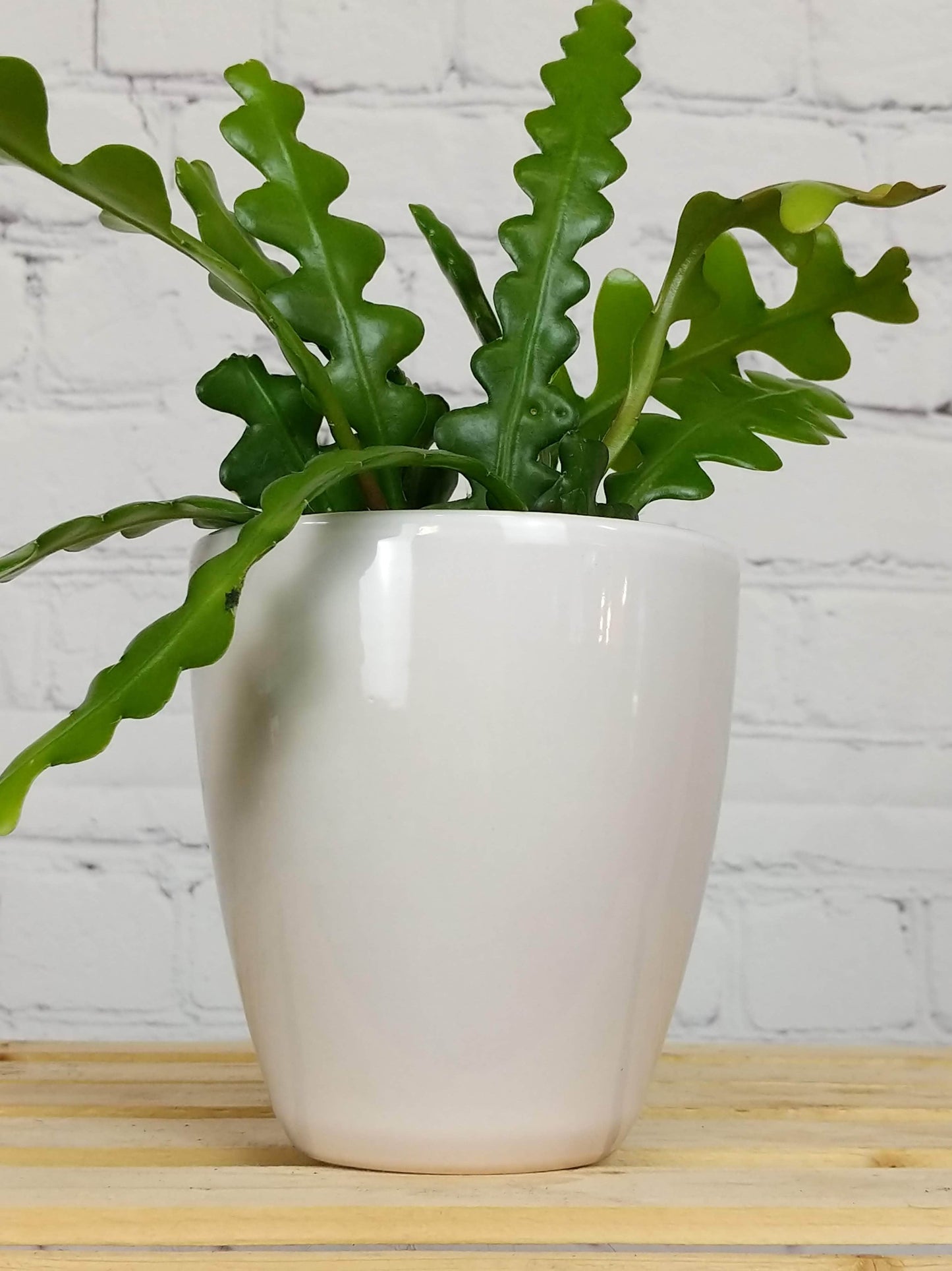 Plant Goals Plant Shop 4" Bolino Potcover | White