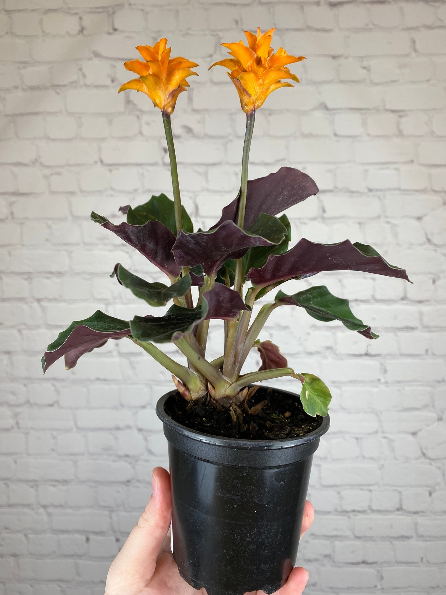 Plant Goals Plant Shop 4" Calathea Crocata