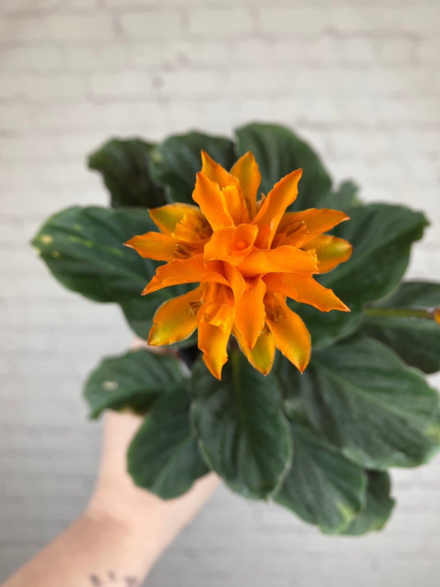 Plant Goals Plant Shop 4" Calathea Crocata