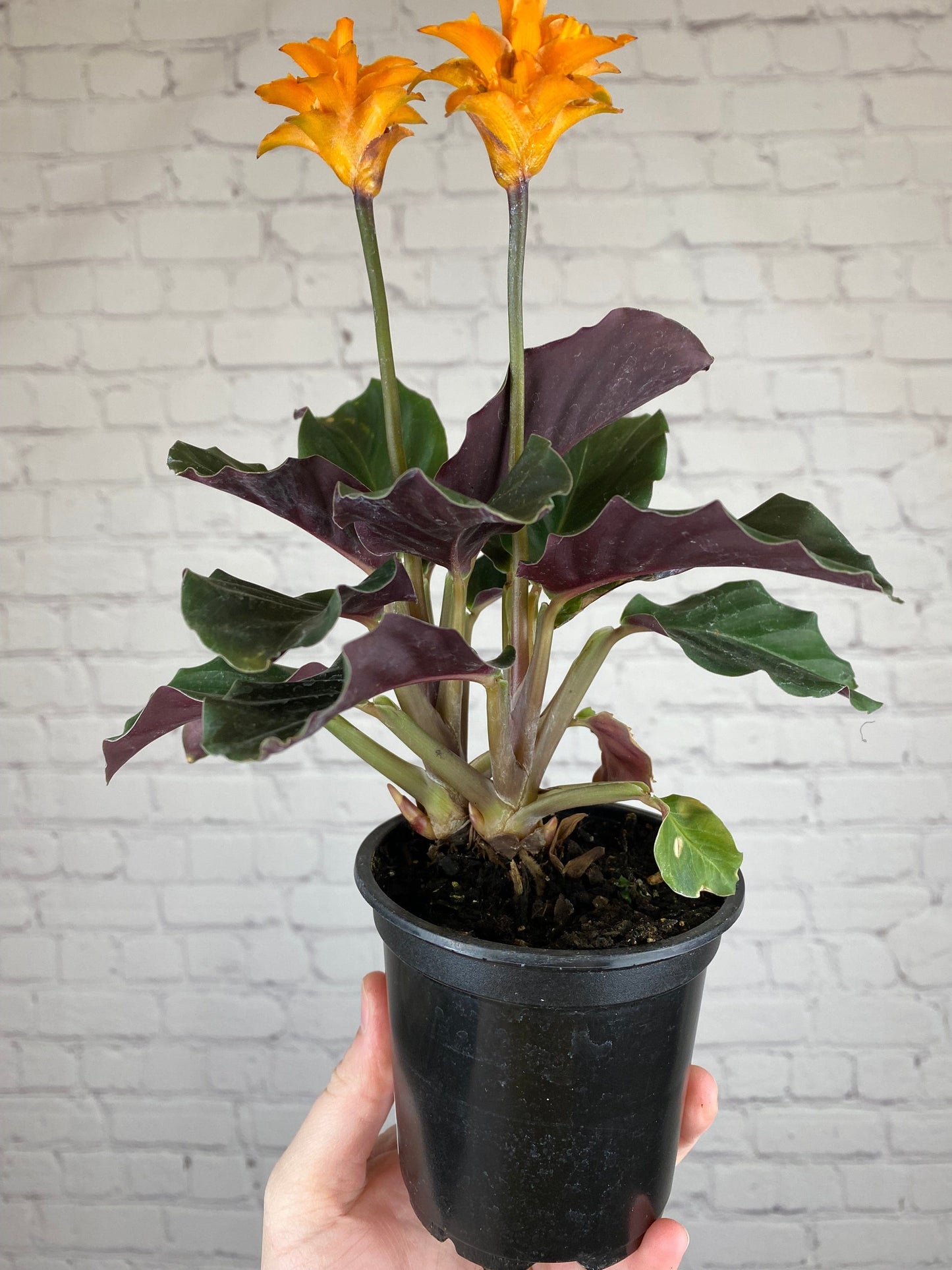 Plant Goals Plant Shop 4" Calathea Crocata