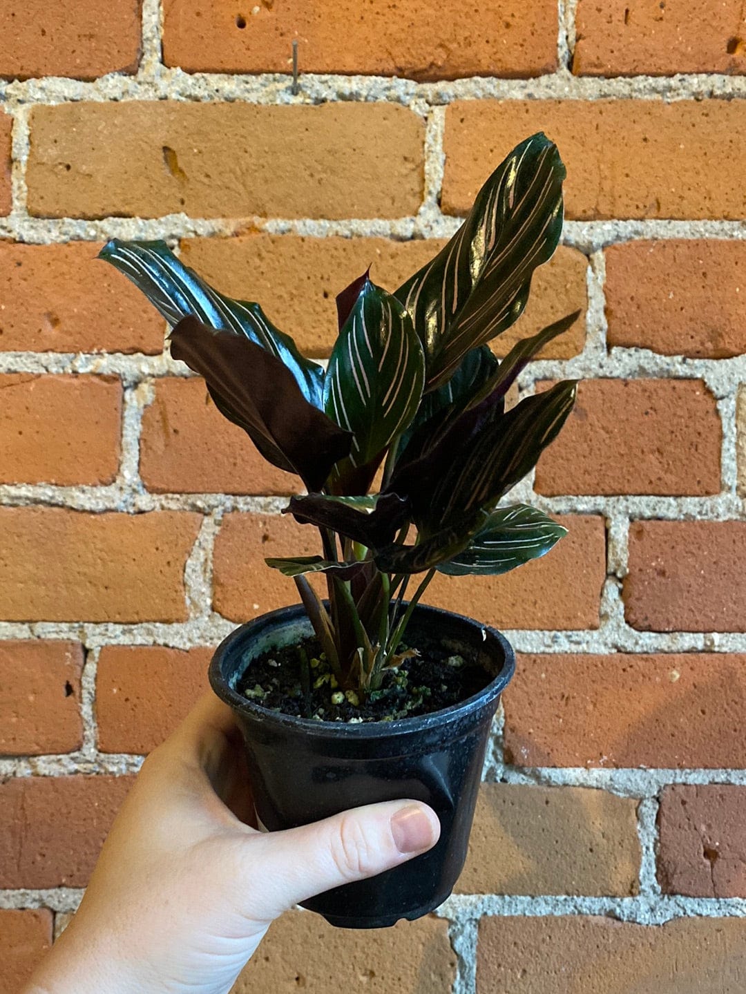 Plant Goals Plant Shop 4" Calathea Ornata