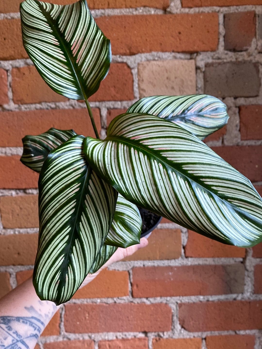 Plant Goals Plant Shop 4" Calathea White Star