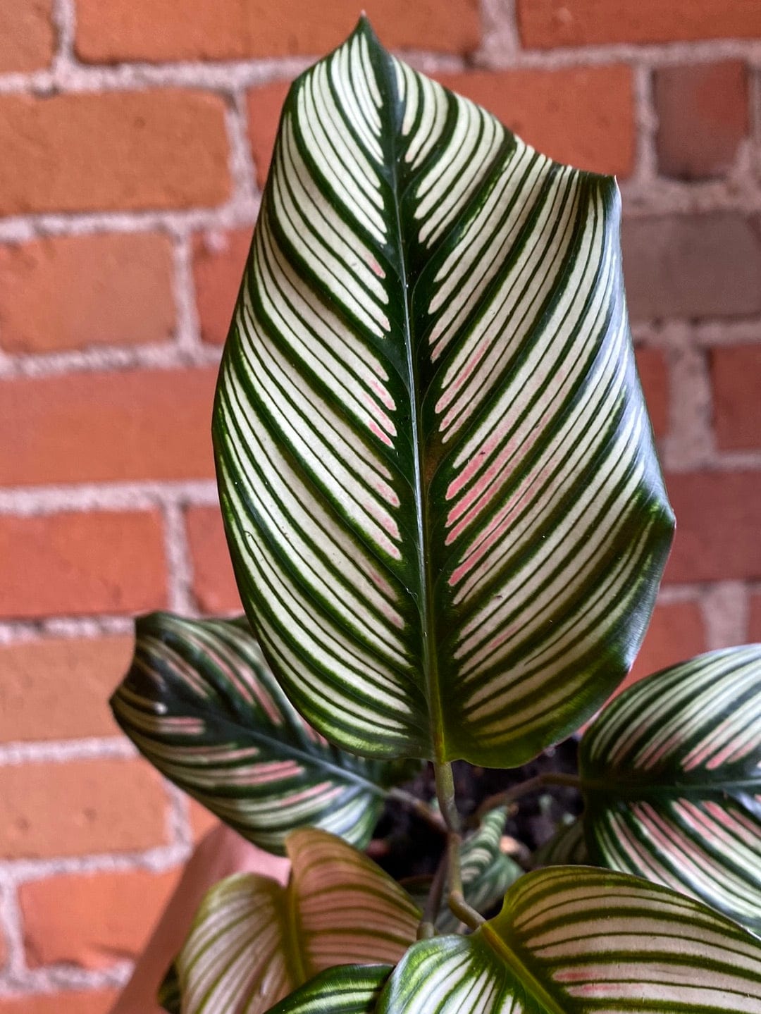 Plant Goals Plant Shop 4" Calathea White Star