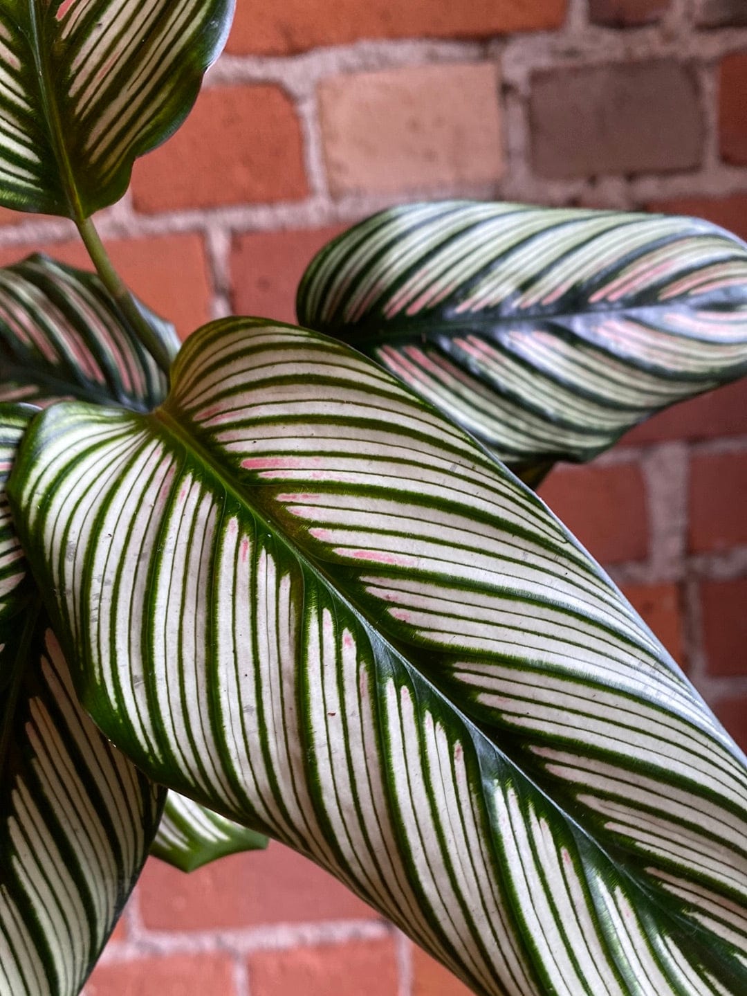 Plant Goals Plant Shop 4" Calathea White Star