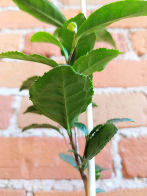 Plant Goals Plant Shop 4" Camellia Sinensis | Green Tea