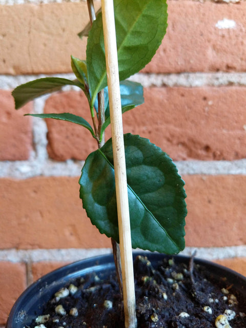 Plant Goals Plant Shop 4" Camellia Sinensis | Green Tea