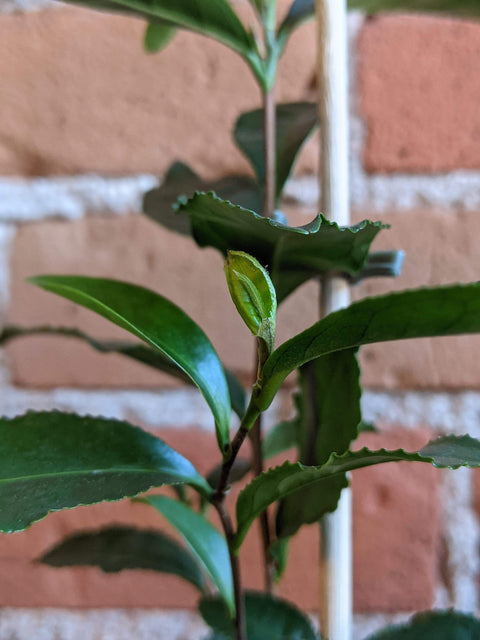 Plant Goals Plant Shop 4" Camellia Sinensis | Green Tea