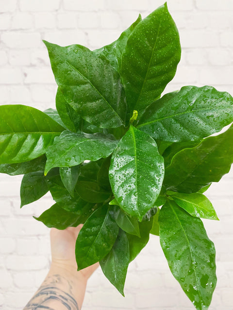 Plant Goals Plant Shop 4" Coffee Plant | Arabica