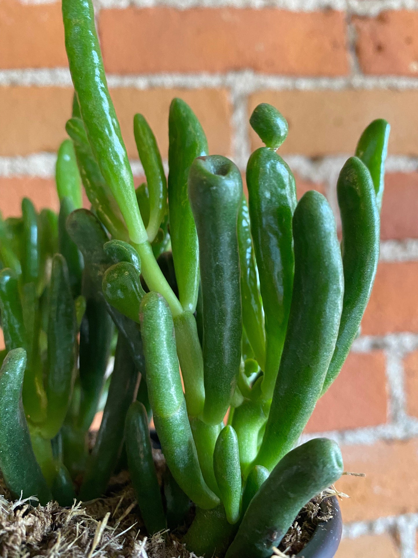 Plant Goals Plant Shop 4" Crassula Ovata Hobbit