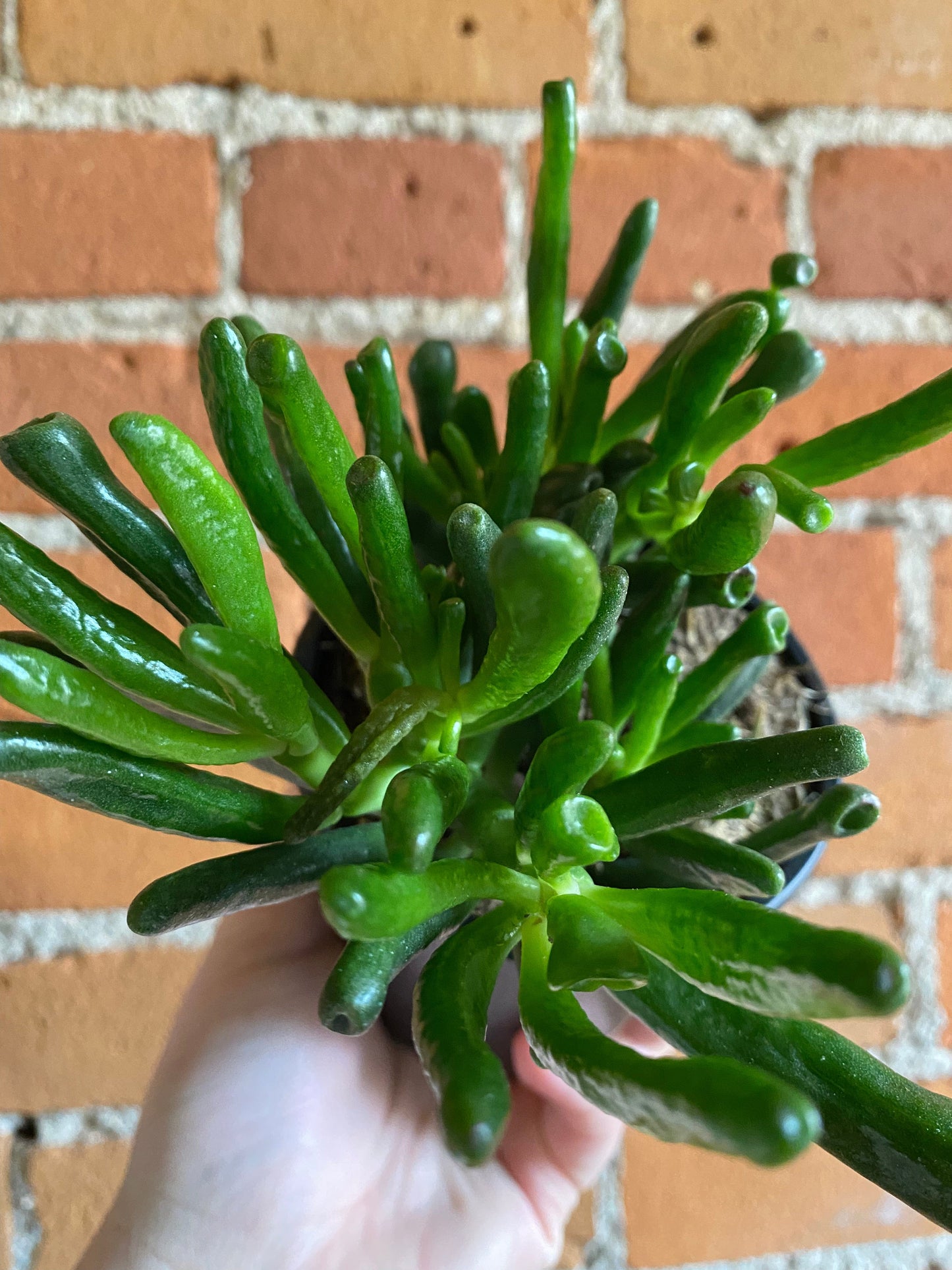 Plant Goals Plant Shop 4" Crassula Ovata Hobbit