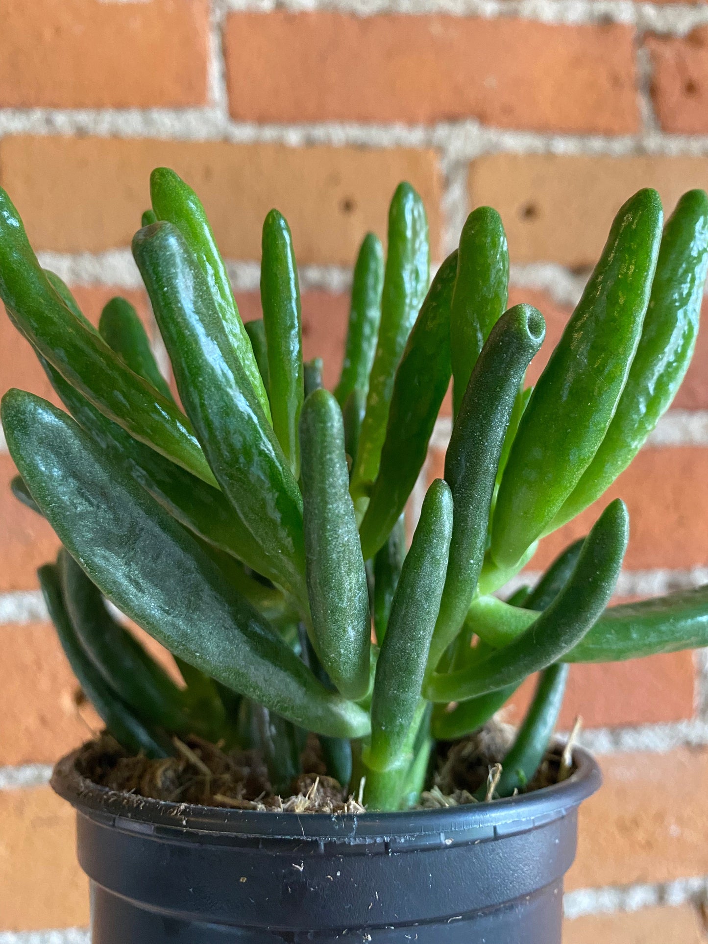 Plant Goals Plant Shop 4" Crassula Ovata Hobbit