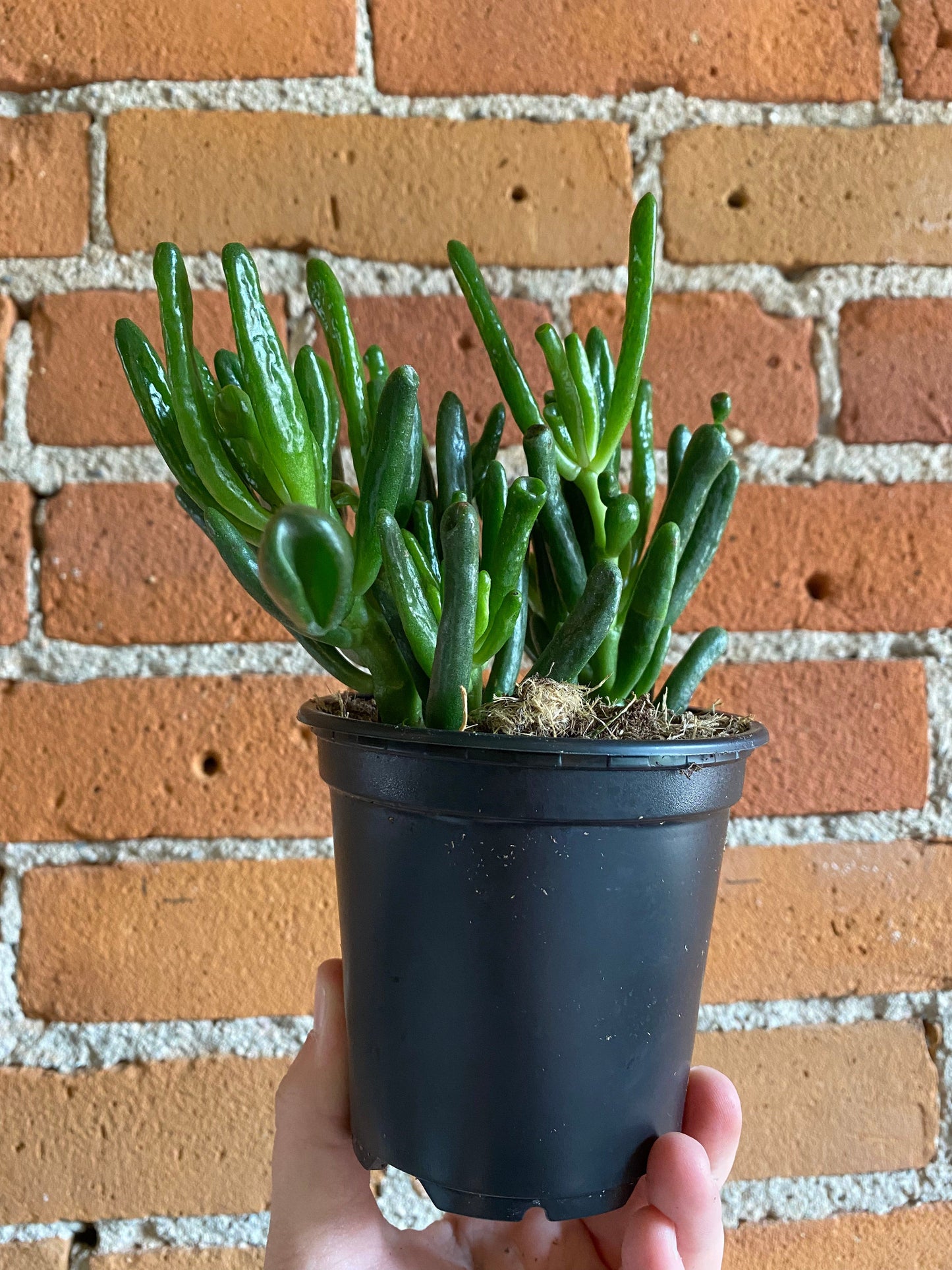 Plant Goals Plant Shop 4" Crassula Ovata Hobbit