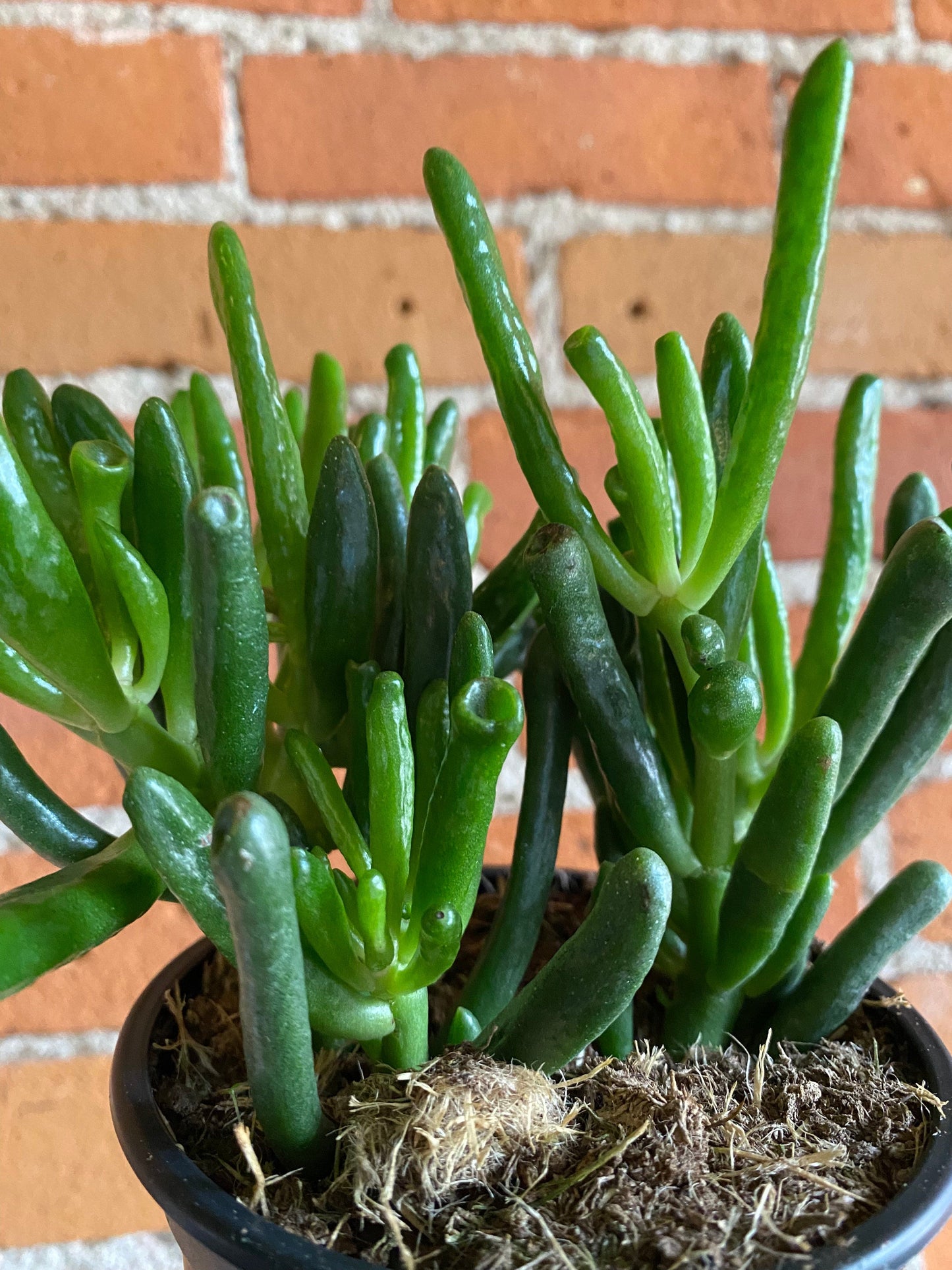 Plant Goals Plant Shop 4" Crassula Ovata Hobbit
