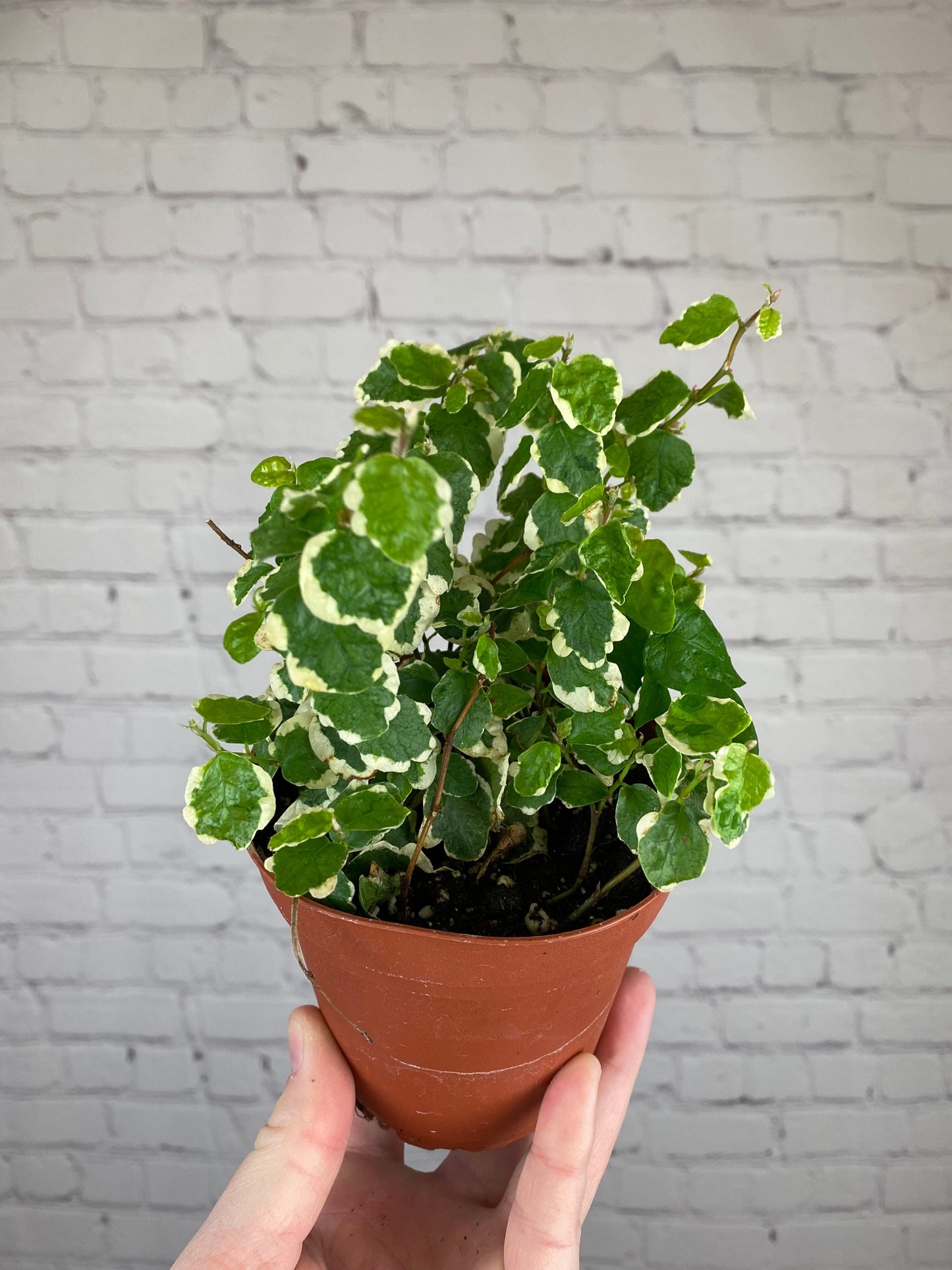 Plant Goals Plant Shop 4" Creeping Fig | Ficus Repens Variegata