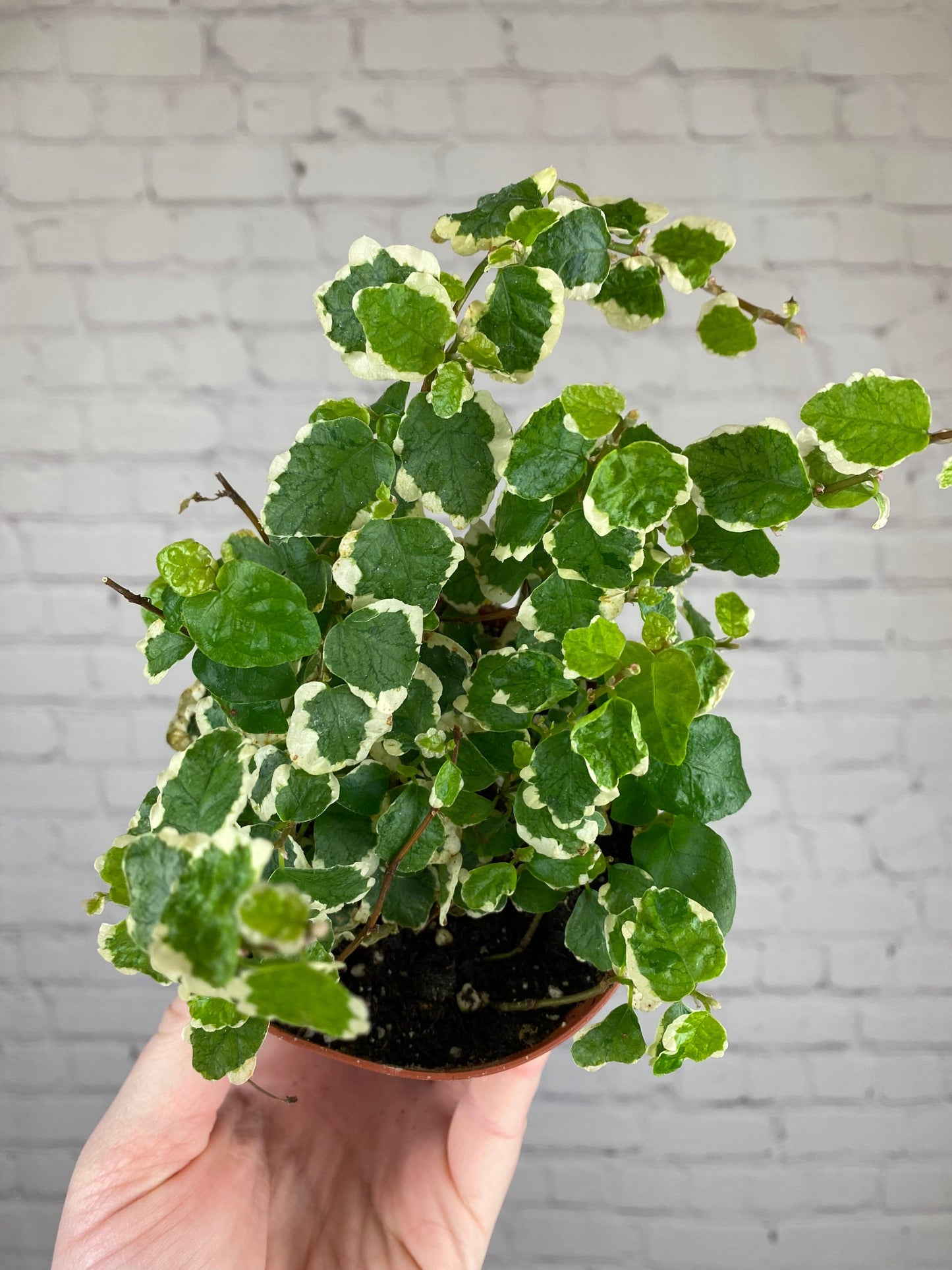 Plant Goals Plant Shop 4" Creeping Fig | Ficus Repens Variegata