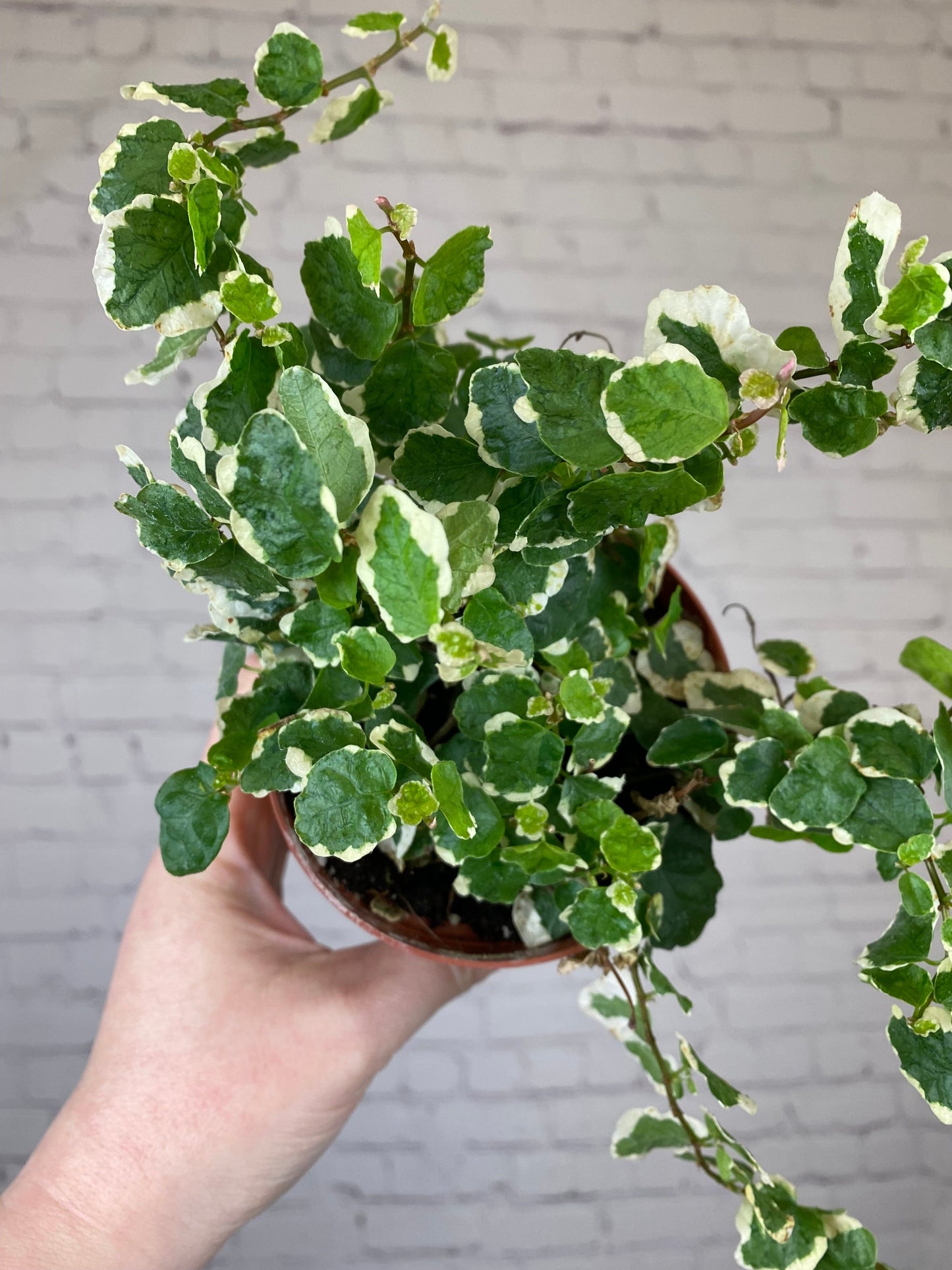 Plant Goals Plant Shop 4" Creeping Fig | Ficus Repens Variegata