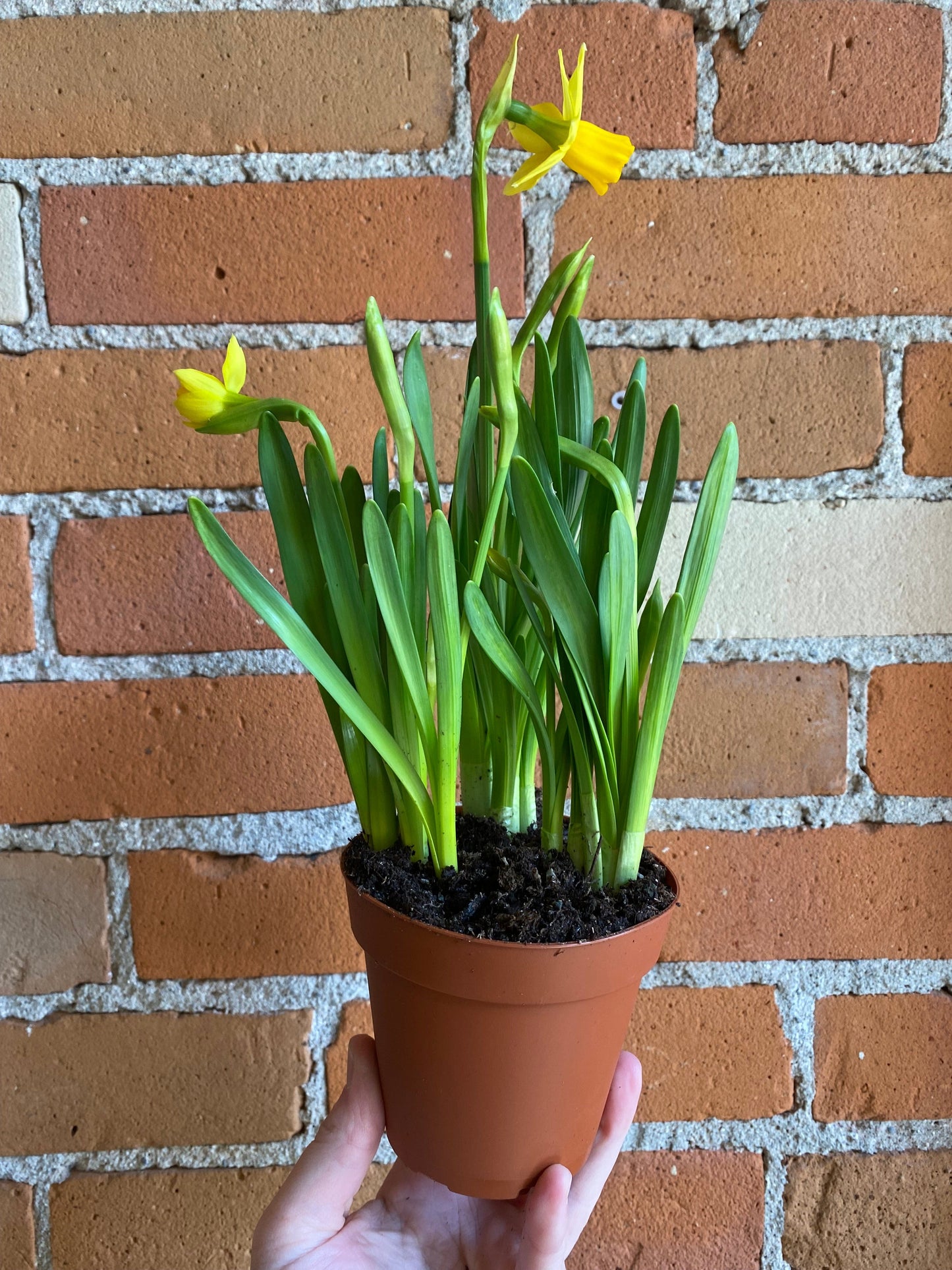 Plant Goals Plant Shop 4" Daffodil Mini