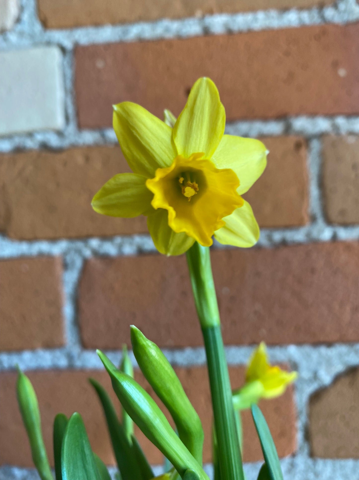 Plant Goals Plant Shop 4" Daffodil Mini