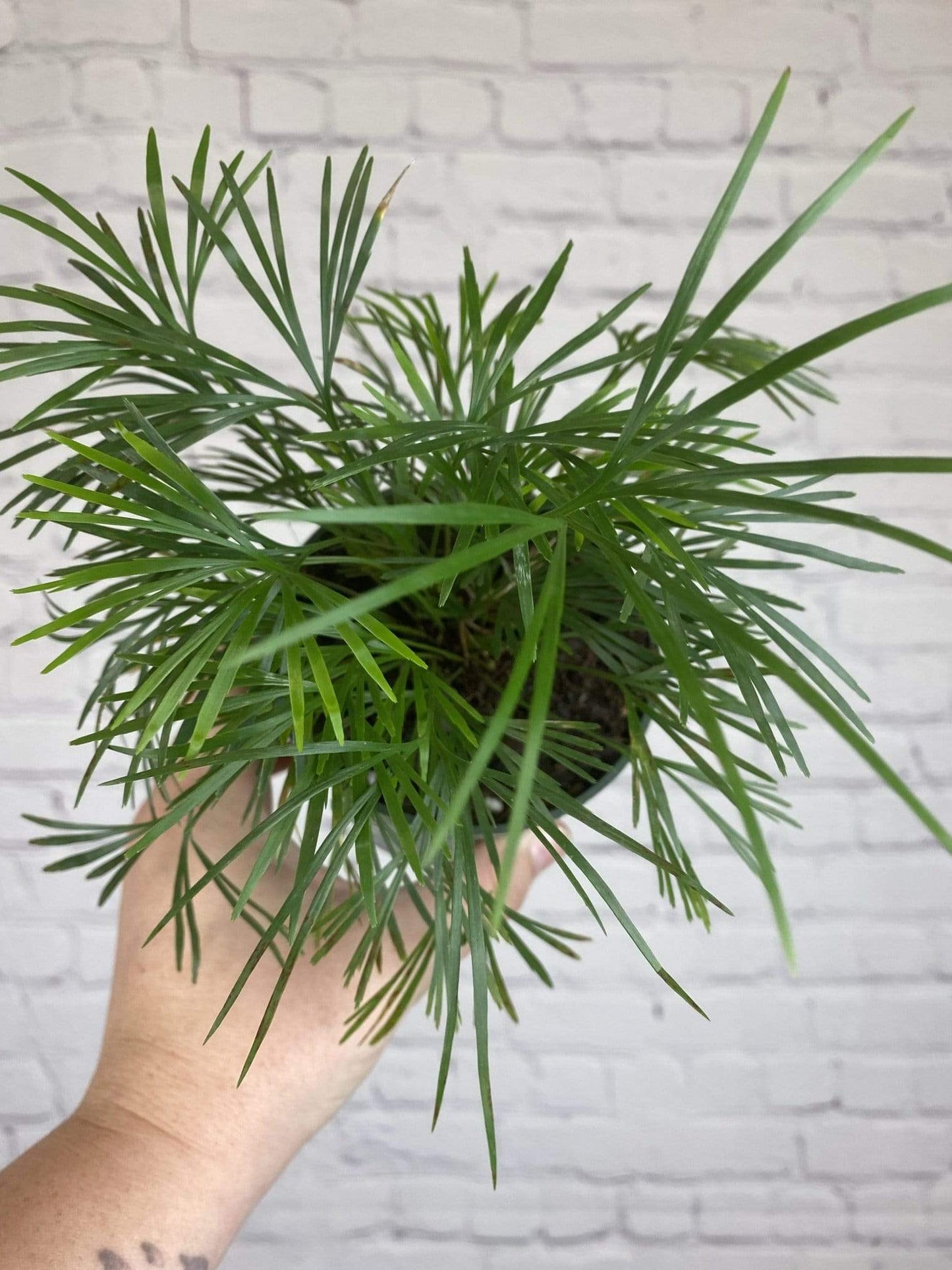 Plant Goals Plant Shop 4" Eyelash Fern | Actiniopteris Australis