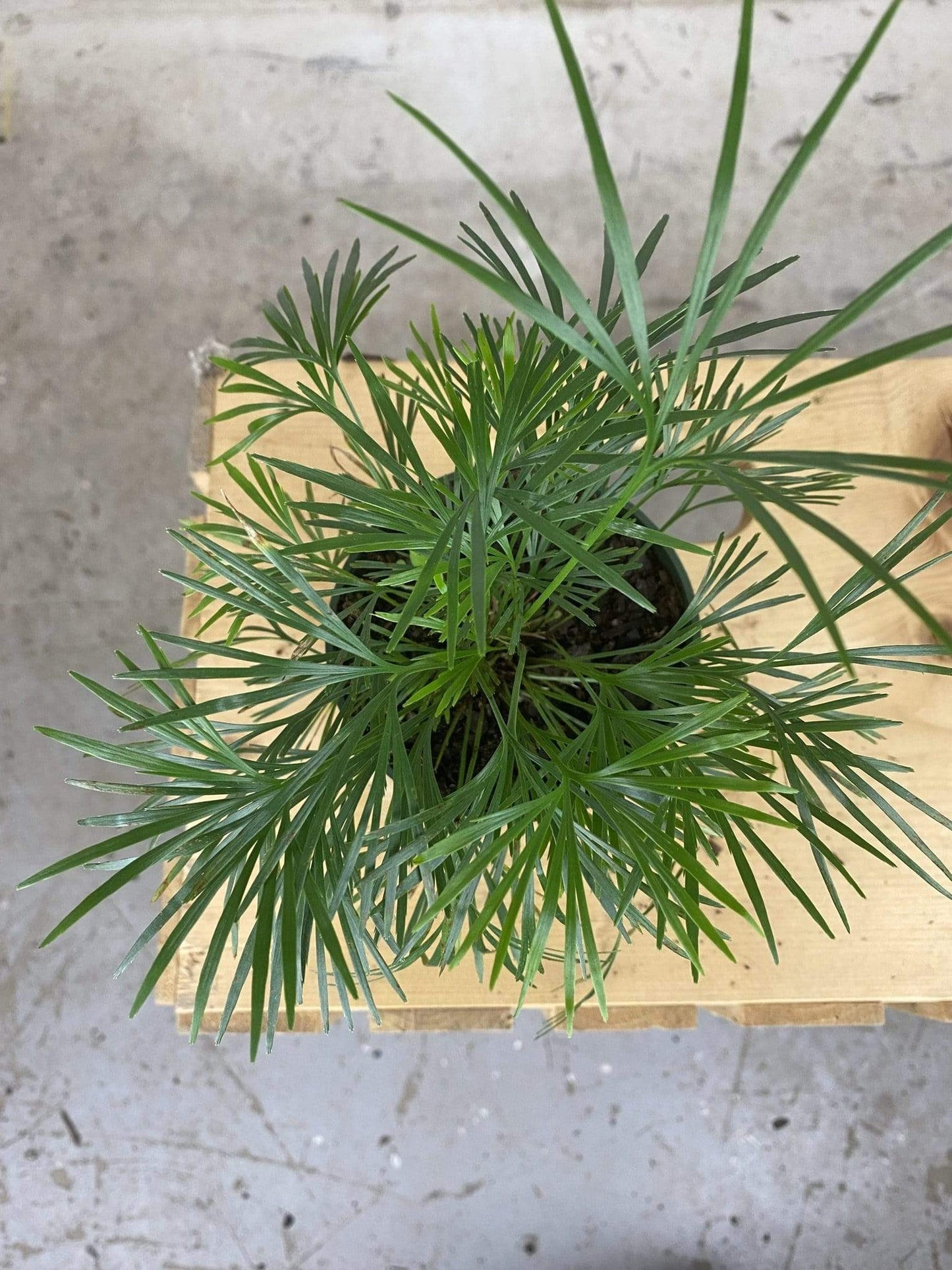 Plant Goals Plant Shop 4" Eyelash Fern | Actiniopteris Australis