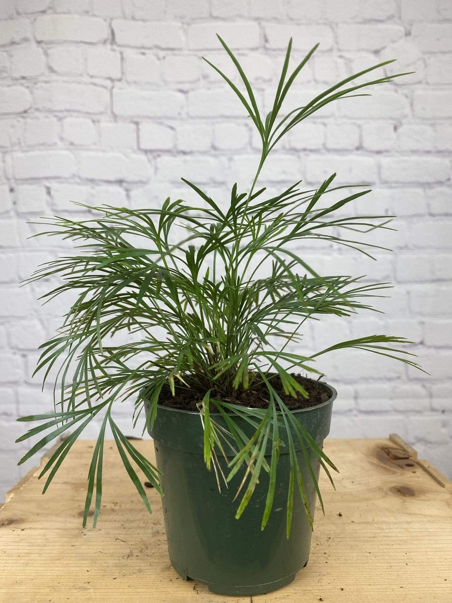 Plant Goals Plant Shop 4" Eyelash Fern | Actiniopteris Australis